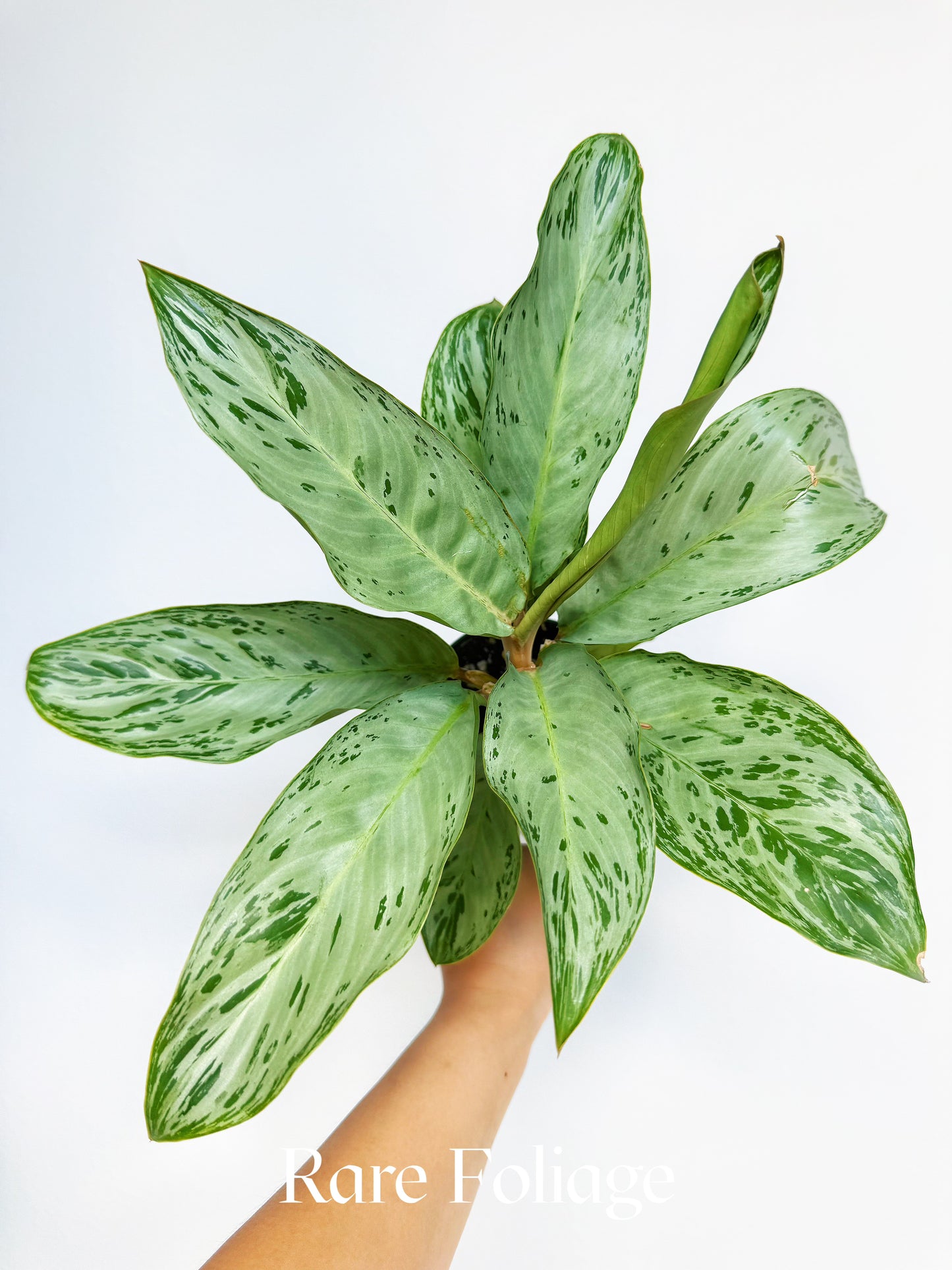 Aglaonema Donatello 4"