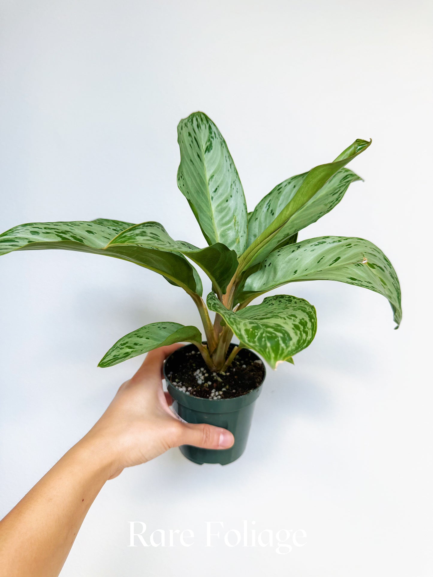 Aglaonema Donatello 4"