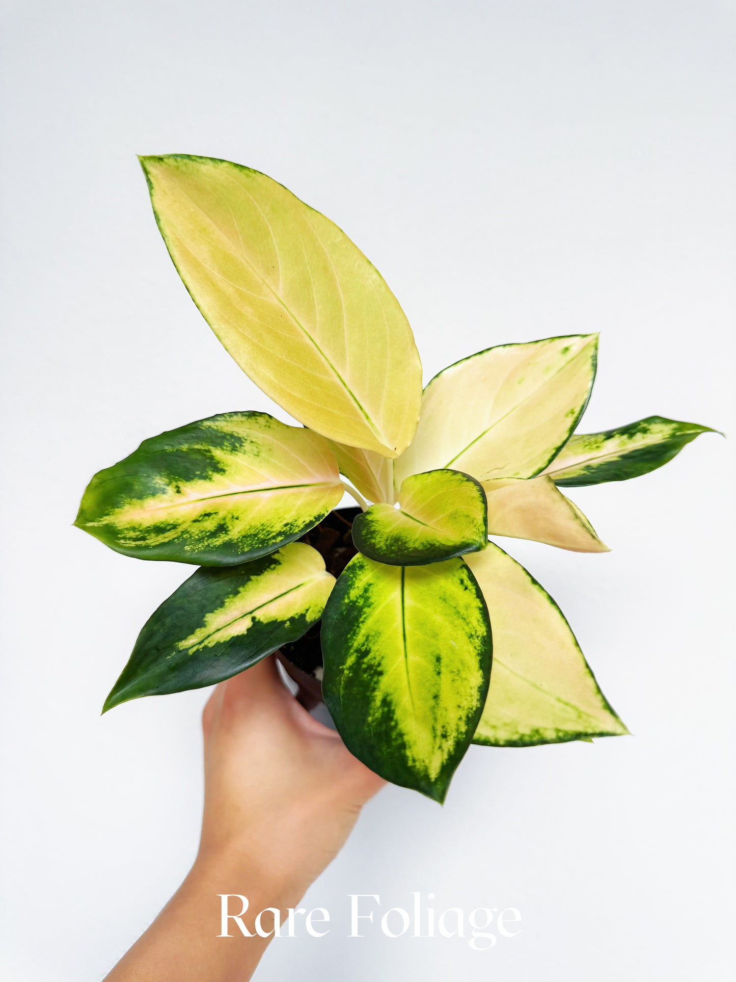 Aglaonema Golden 4"