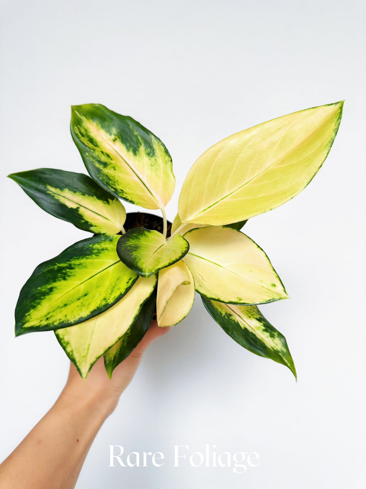 Aglaonema Golden 4"