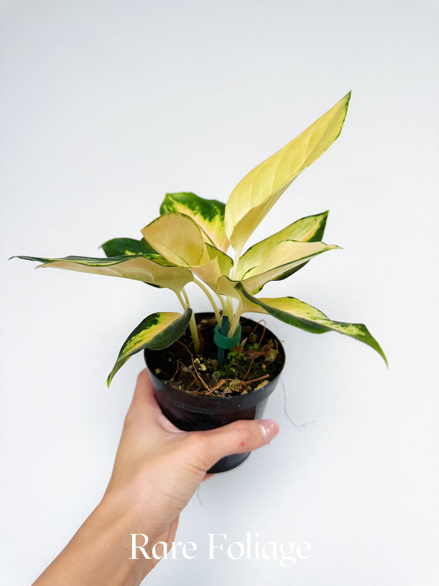 Aglaonema Golden 4"