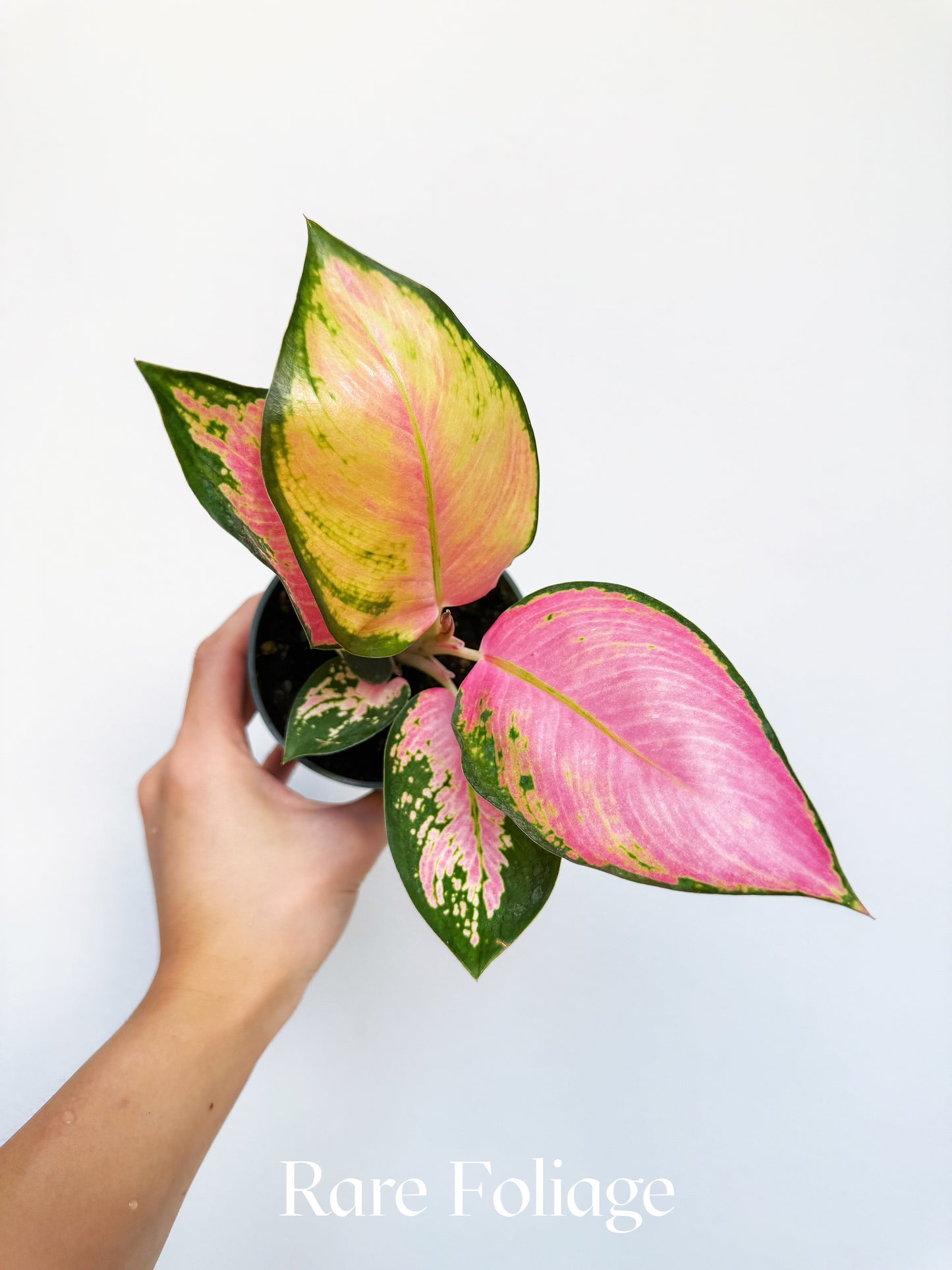 Aglaonema Latosolic Red 4"