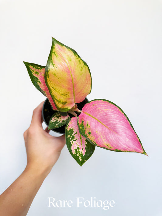 Aglaonema Latosolic Red 4"