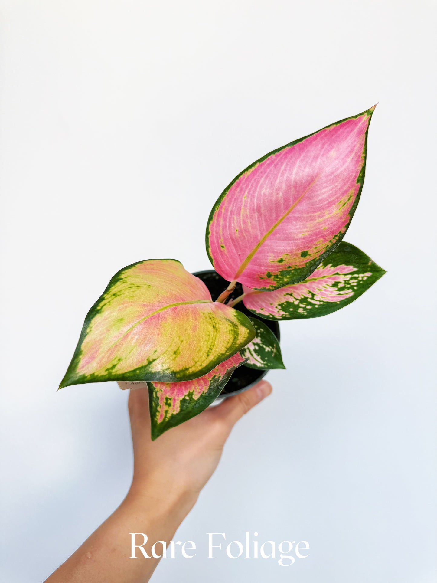 Aglaonema Latosolic Red 4"