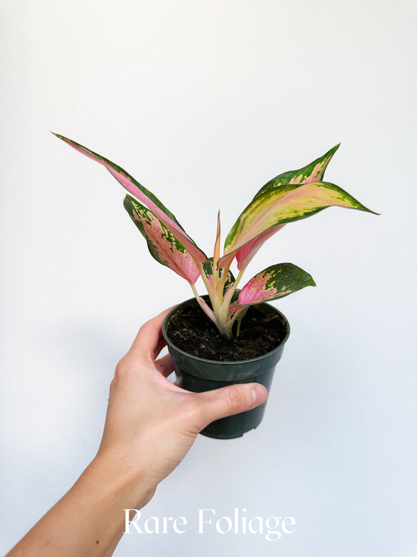 Aglaonema Latosolic Red 4"