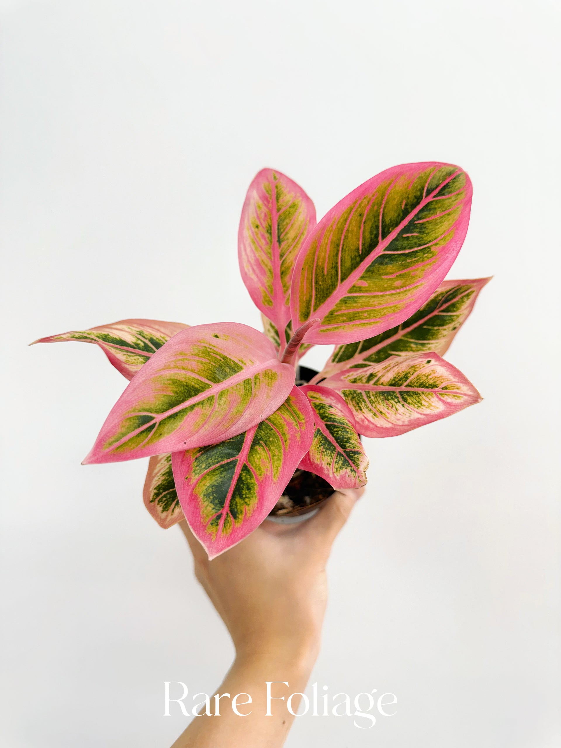 Aglaonema Lotus Delight 4” – Rare Foliage Plant Co