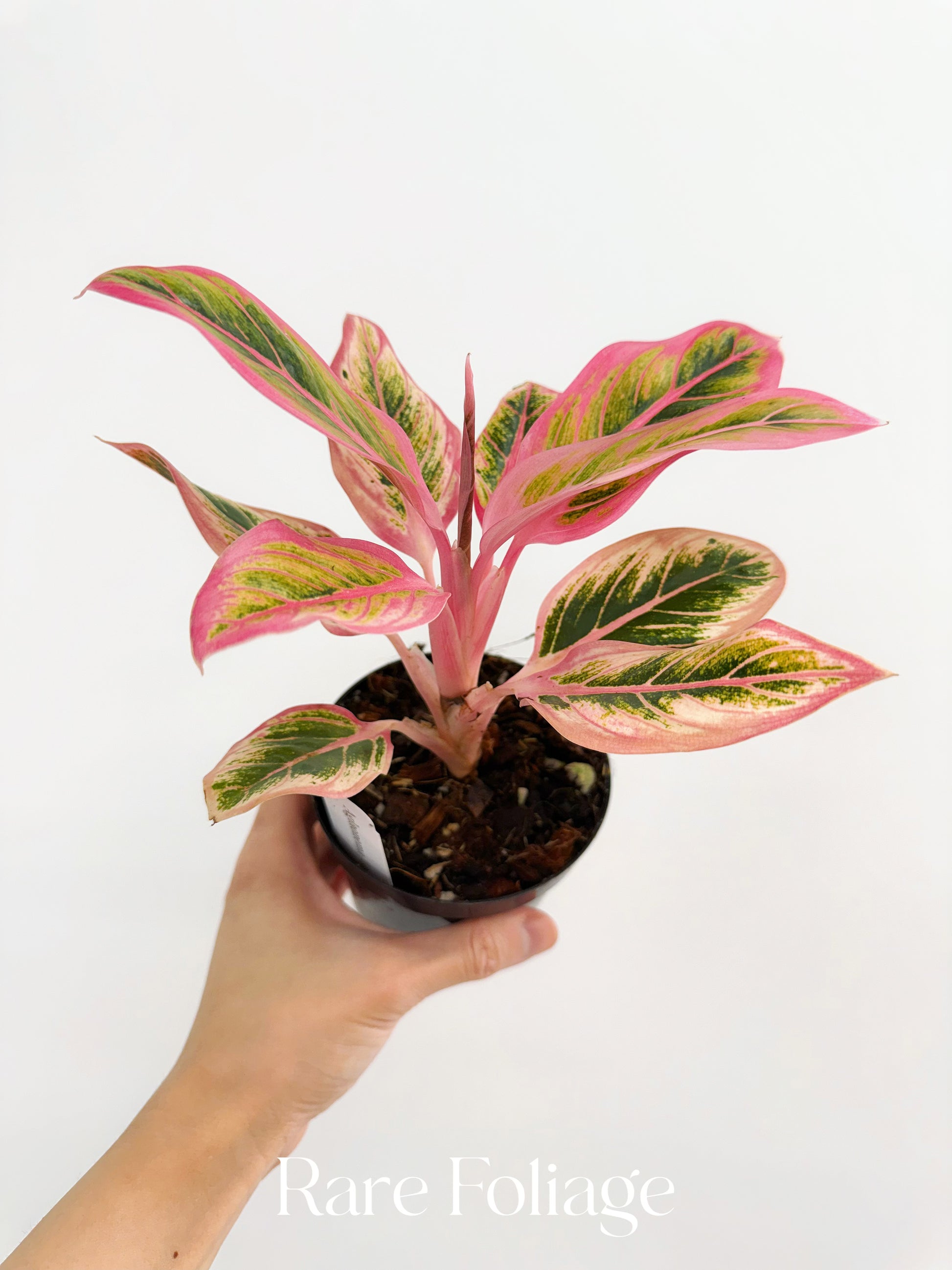 aglaonema fln011 Aglaonema Lotus Delight 4”