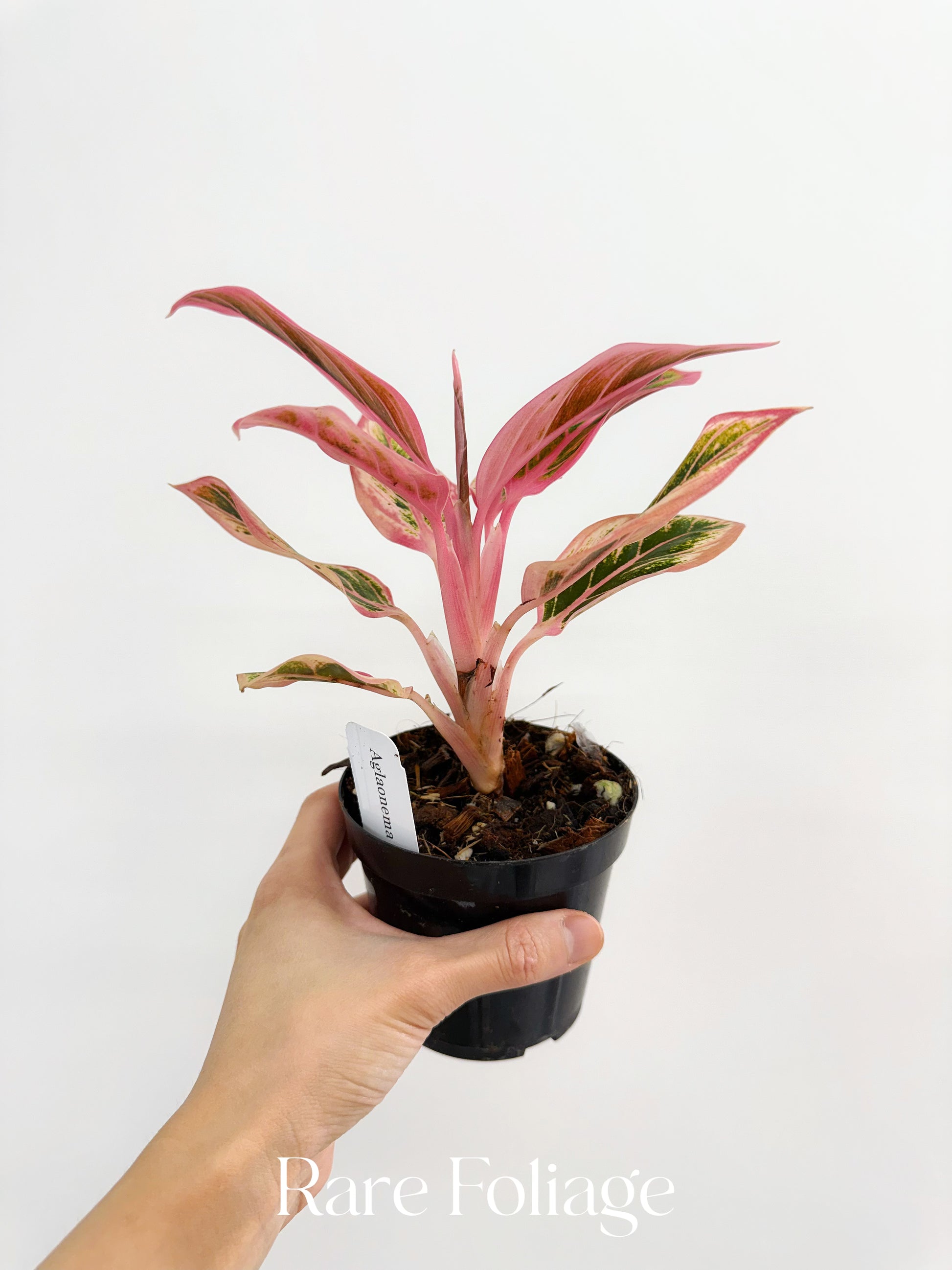 aglaonema fln011 Aglaonema Lotus Delight 4” – Rare Foliage Plant Co