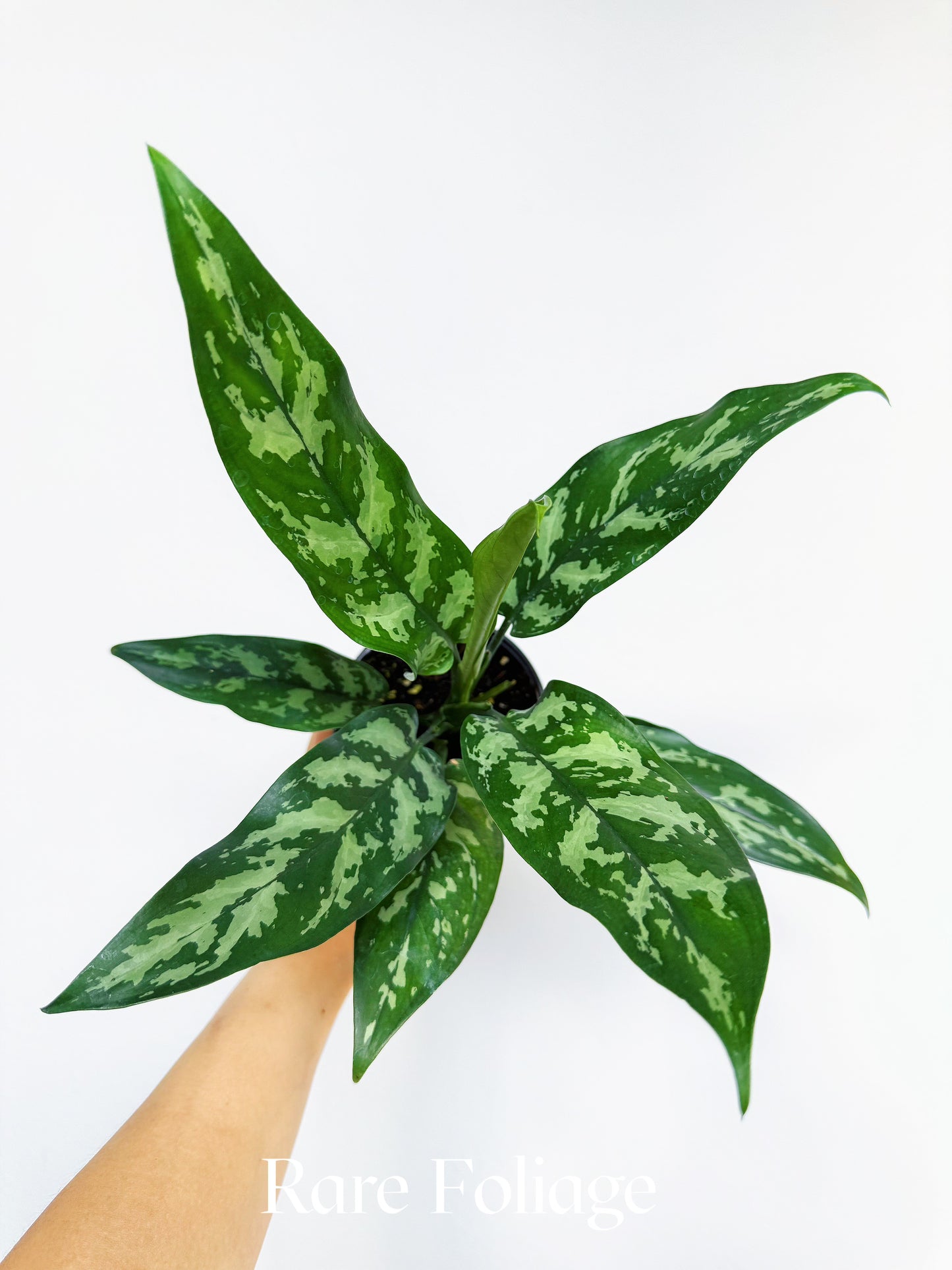 Aglaonema Maria 4"