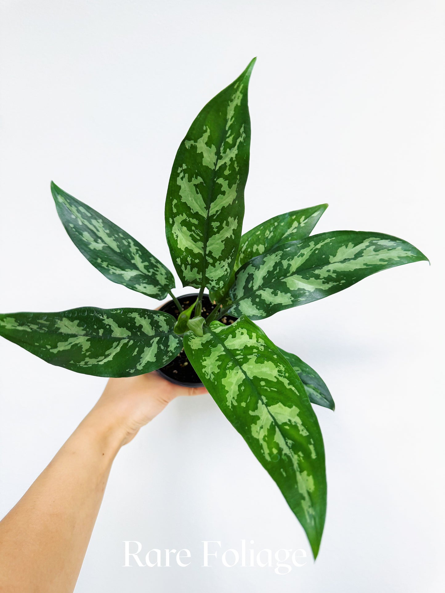 Aglaonema Maria 4"