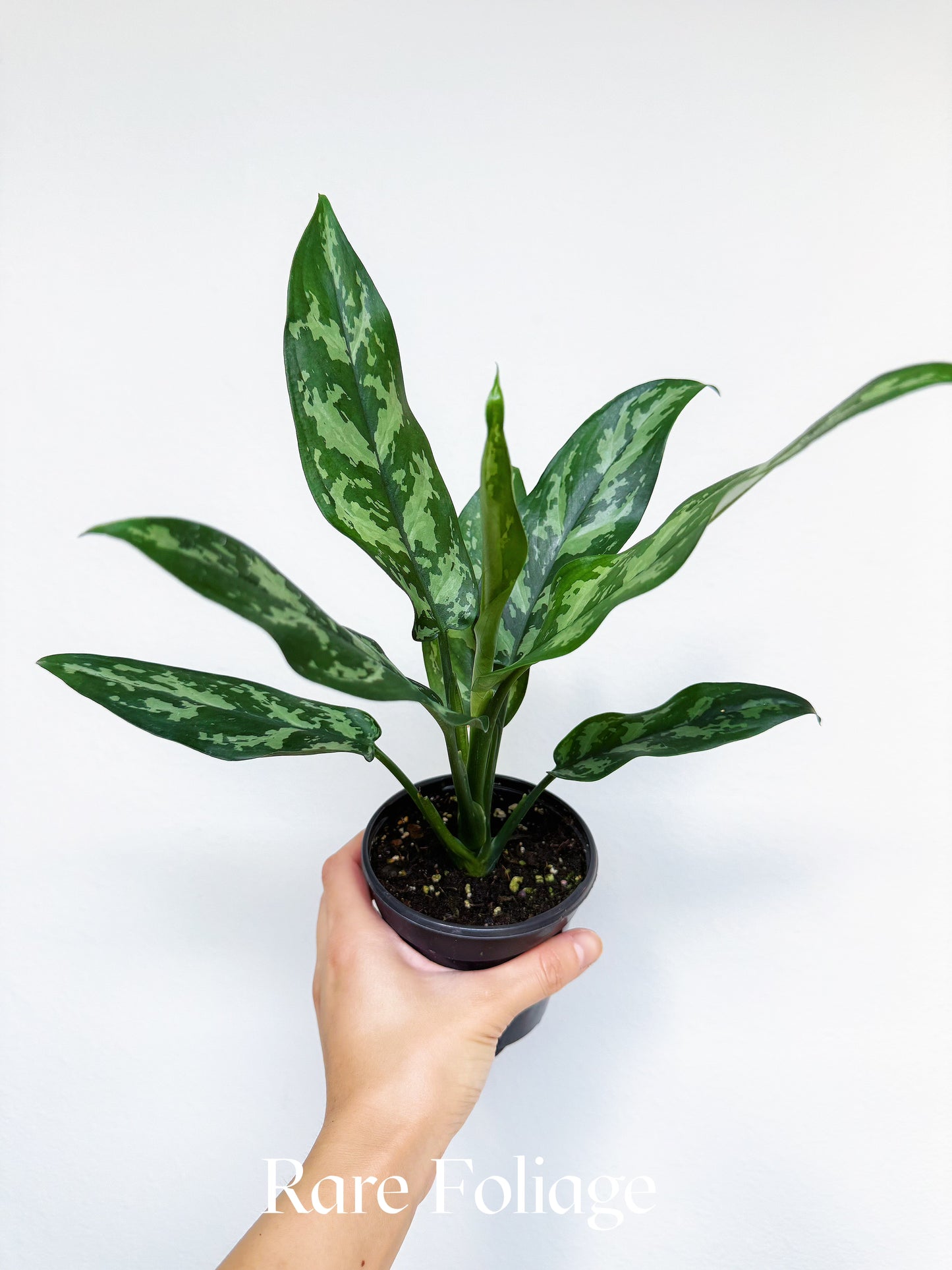 Aglaonema Maria 4"