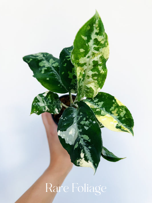 Aglaonema Pictum Tricolor Albo Variegated 3”