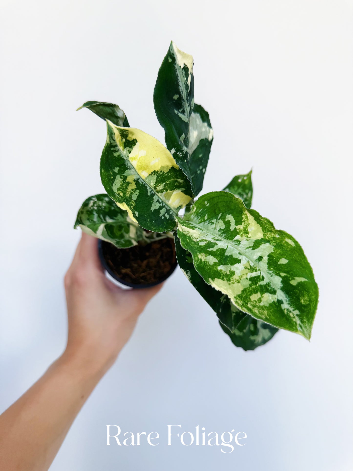 Aglaonema Pictum Tricolor Albo Variegated 3”