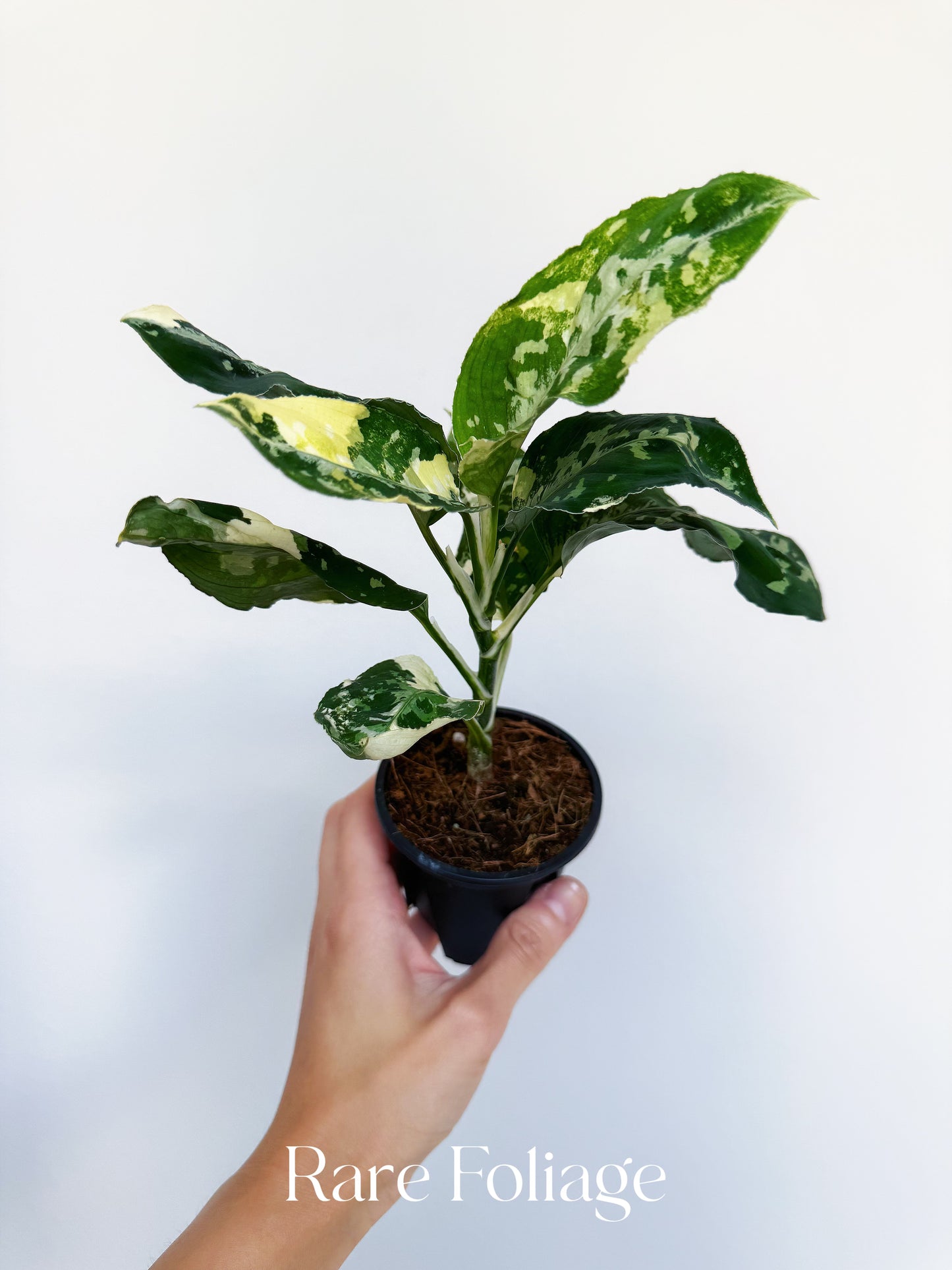Aglaonema Pictum Tricolor Albo Variegated 3”
