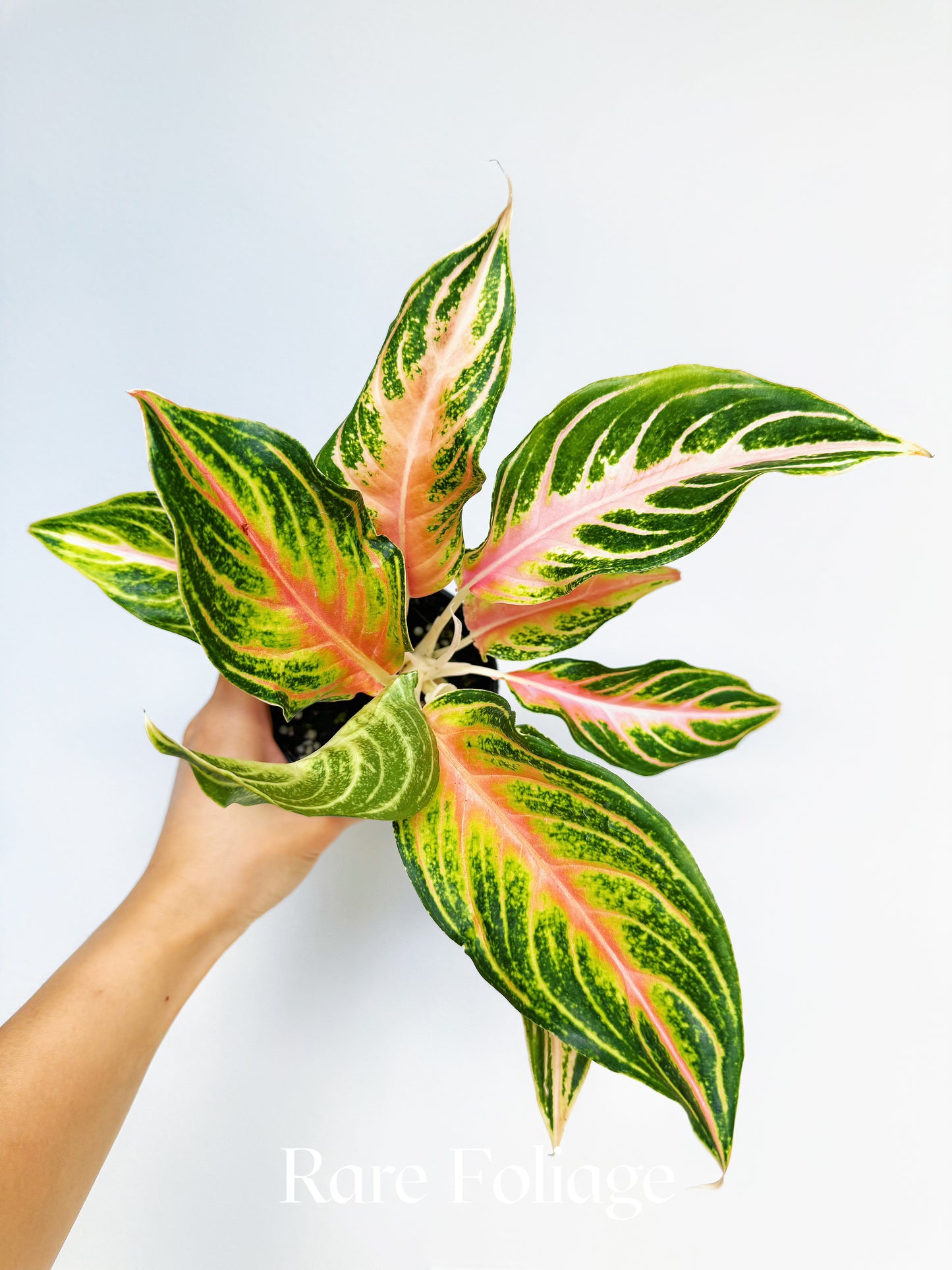 Aglaonema Pink Panama 4"