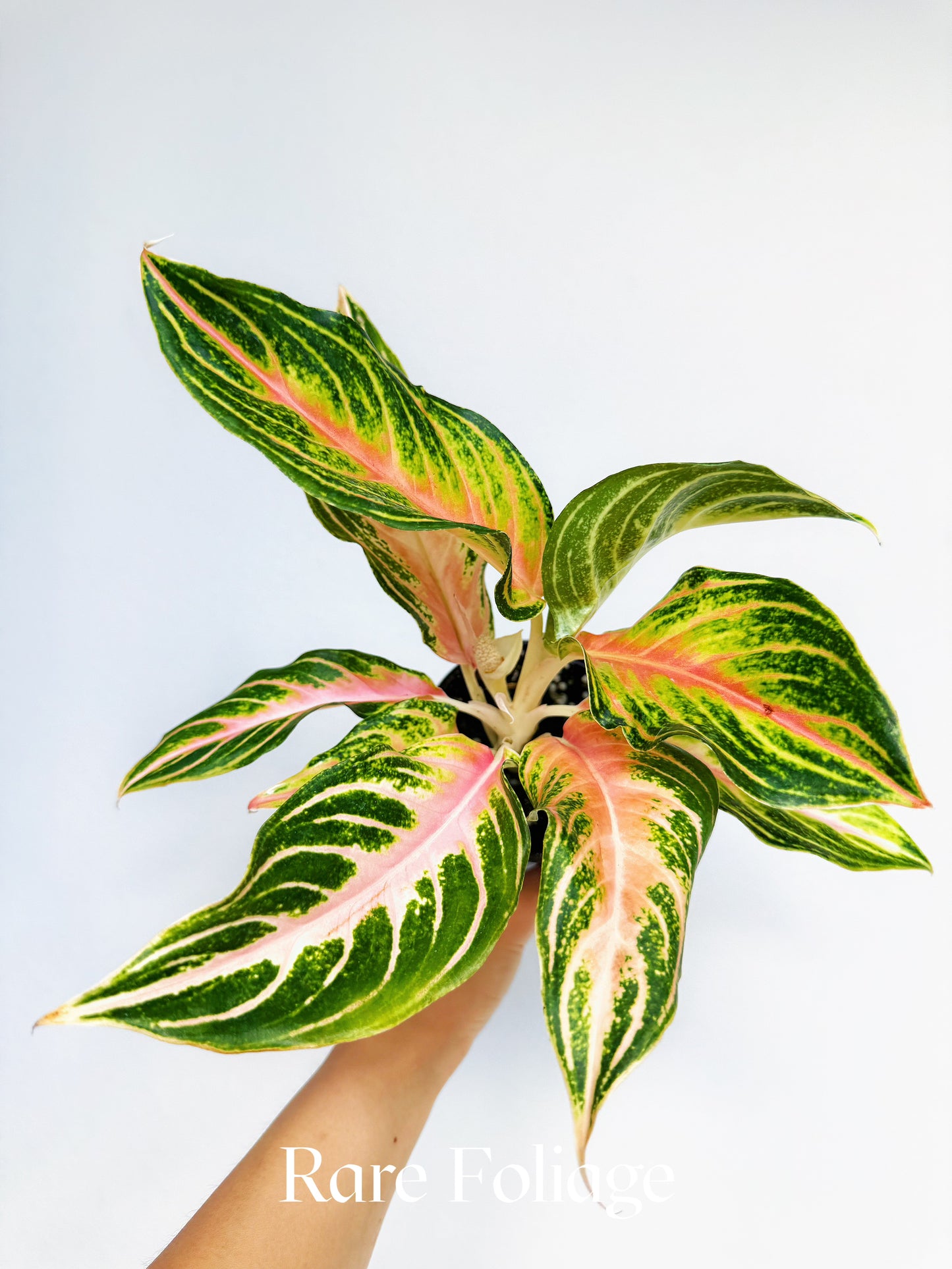 Aglaonema Pink Panama 4"