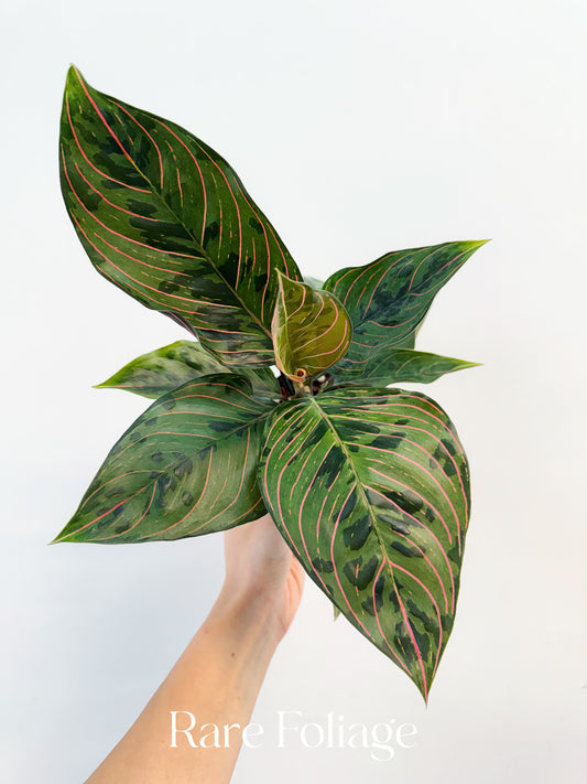 Aglaonema Red Army Variegated 4”