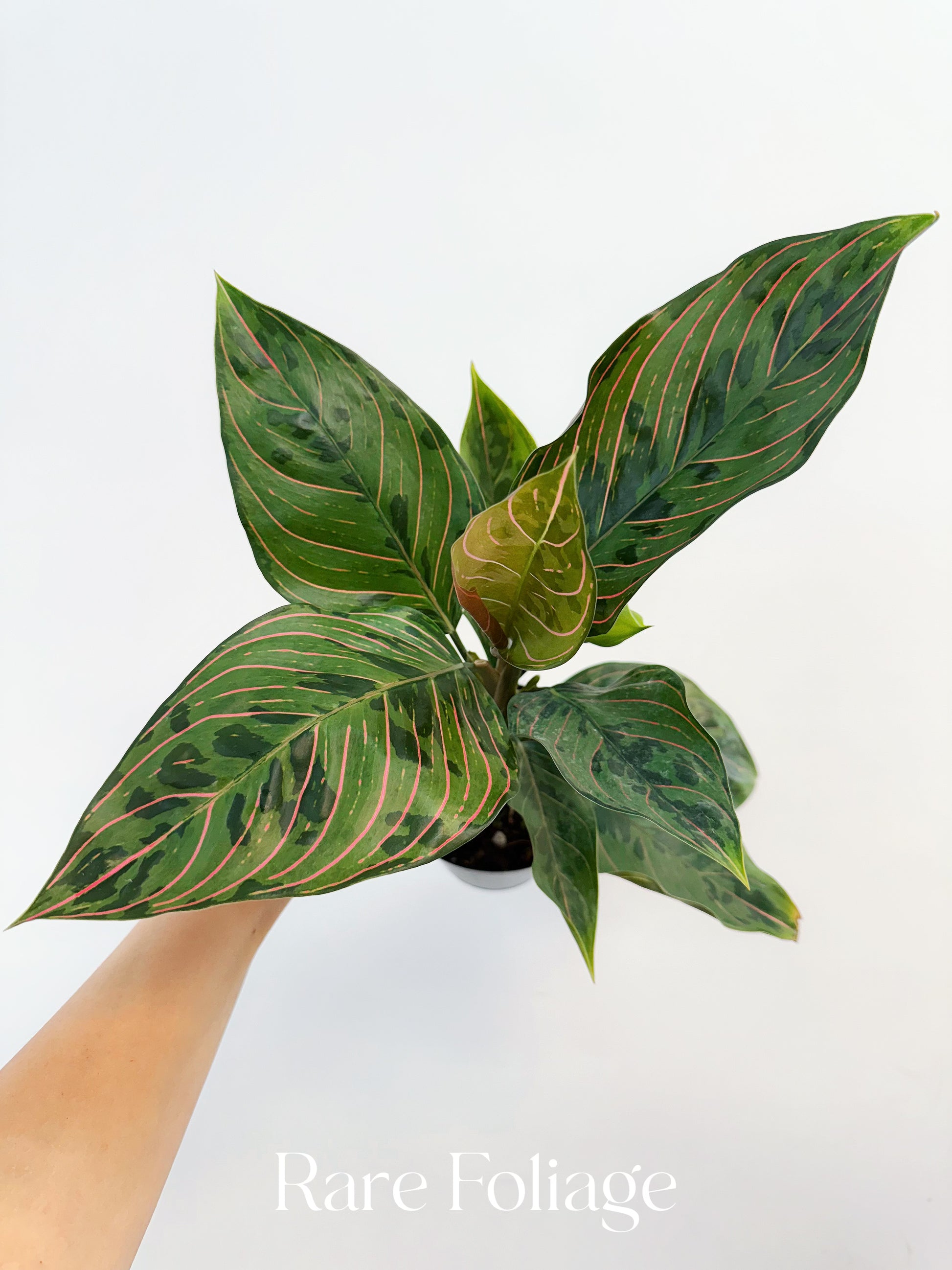 aglaonema rotundum red army Aglaonema Red Army Variegated 4”