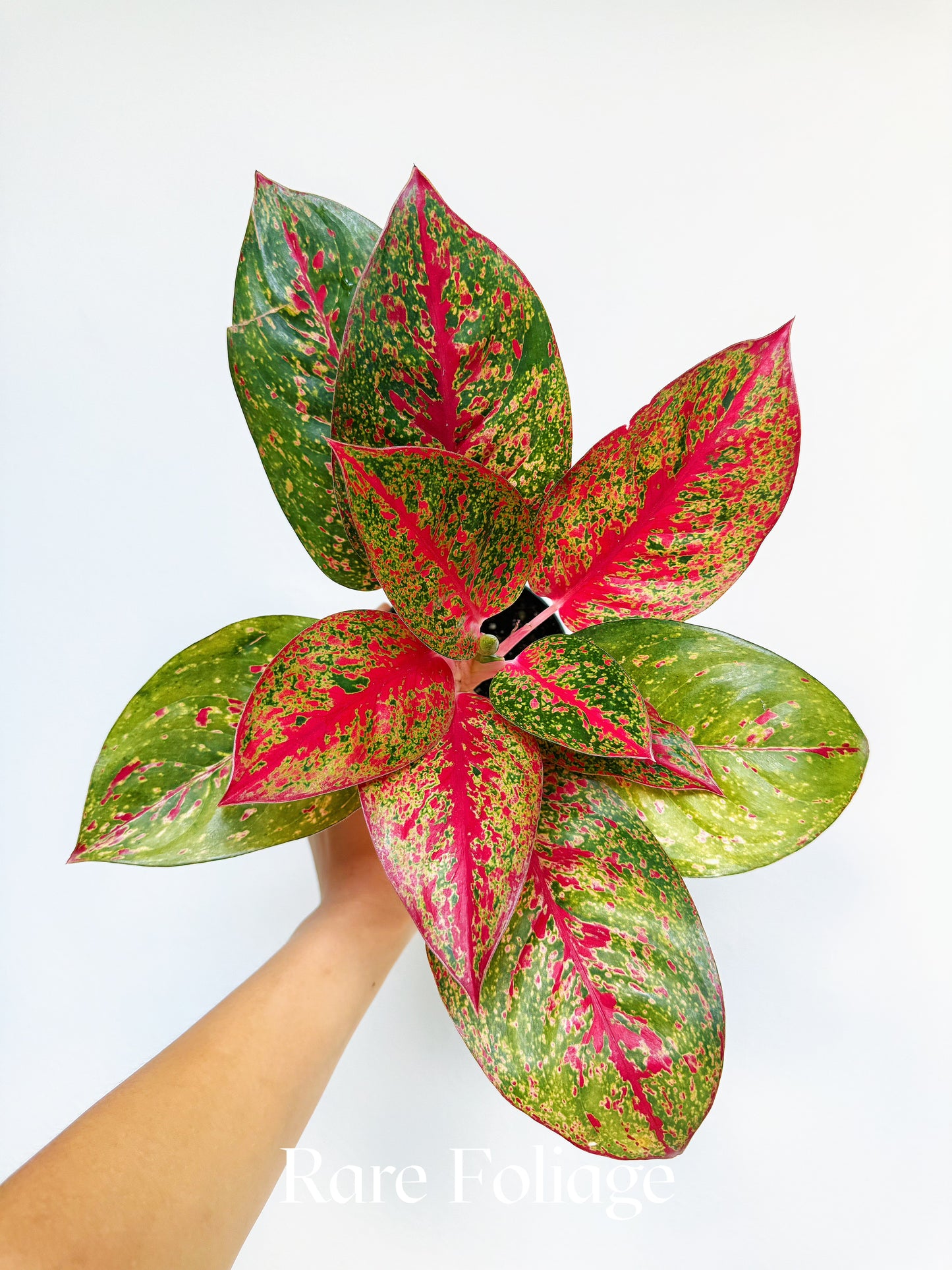 Aglaonema Red Stardust 4"