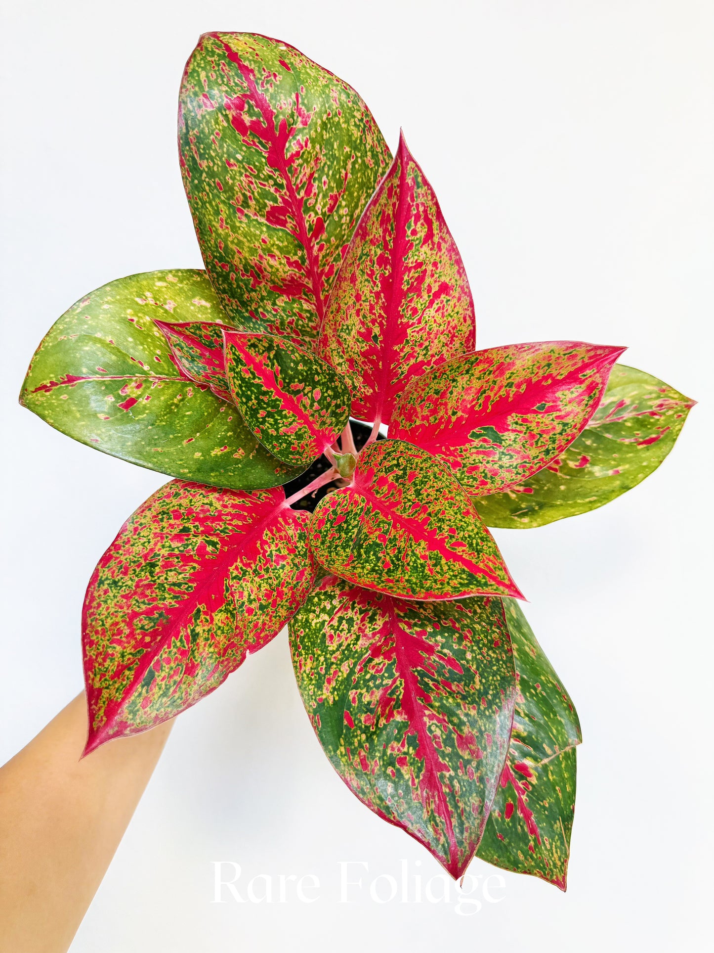 Aglaonema Red Stardust 4"