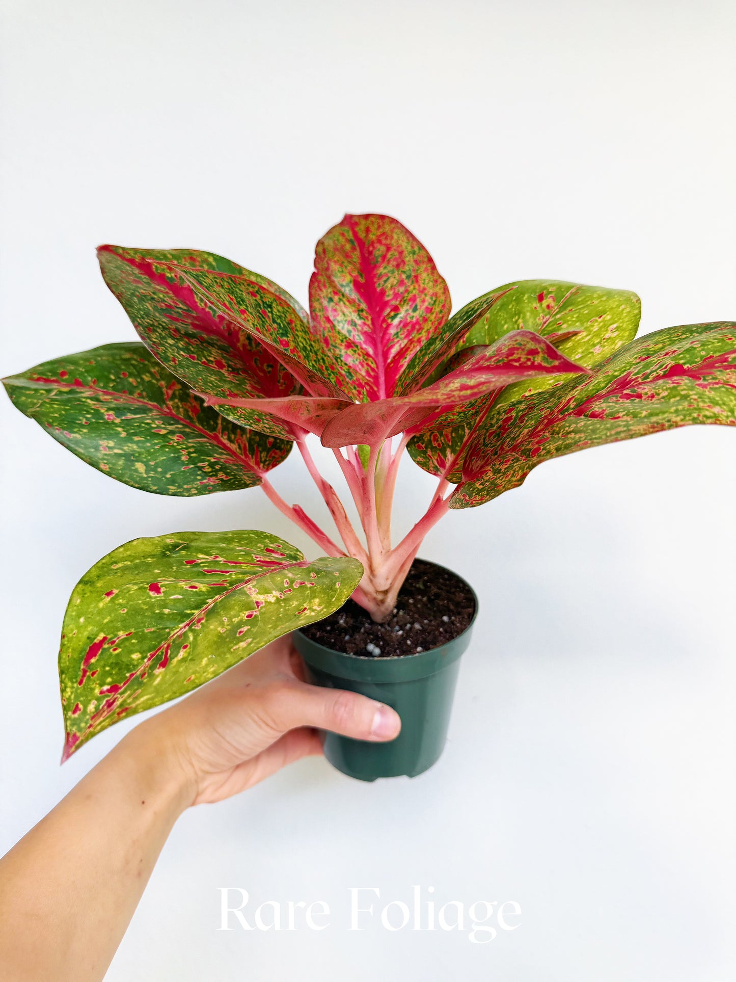 Aglaonema Red Stardust 4"