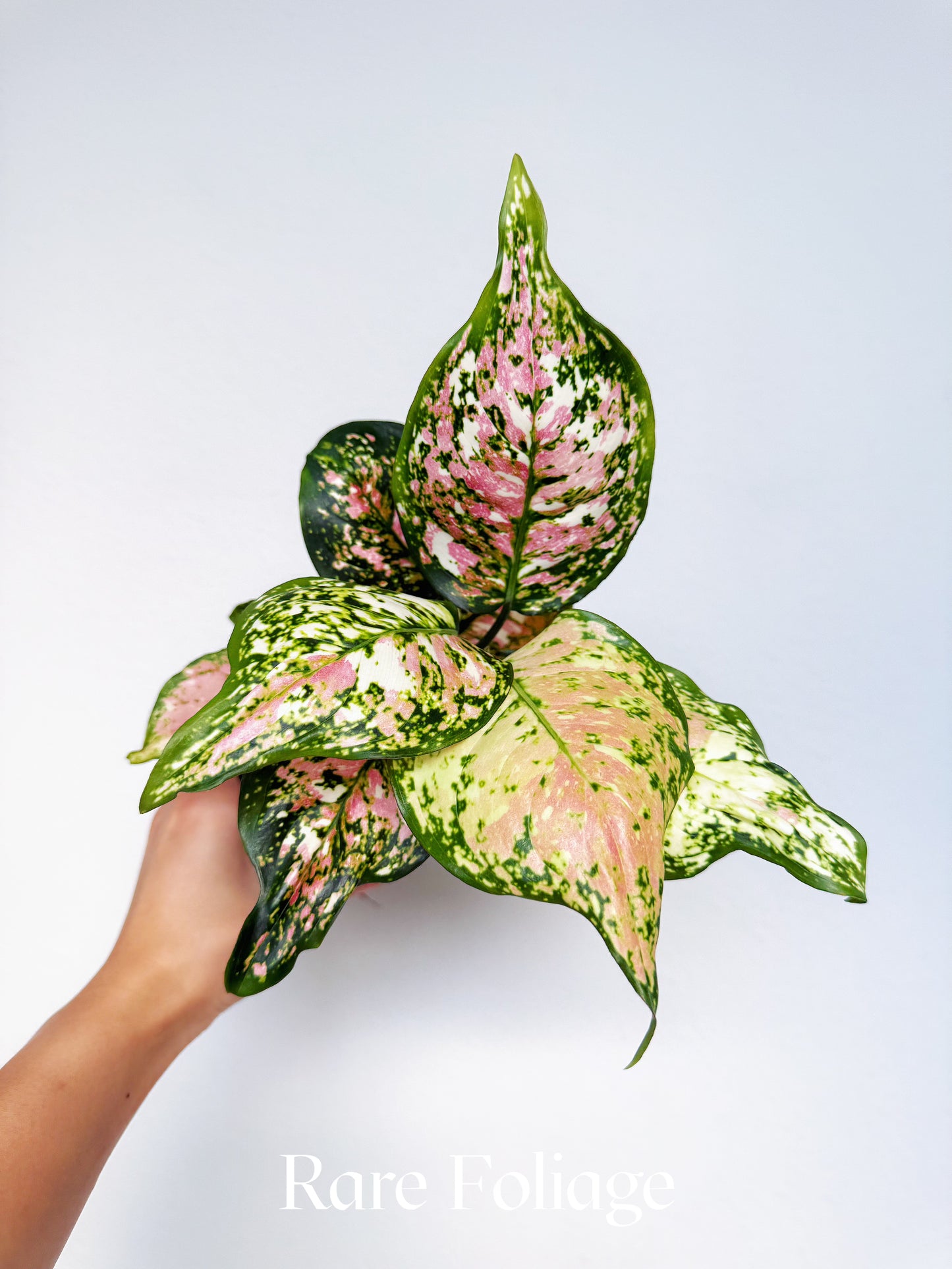 Aglaonema Tricolor 4"