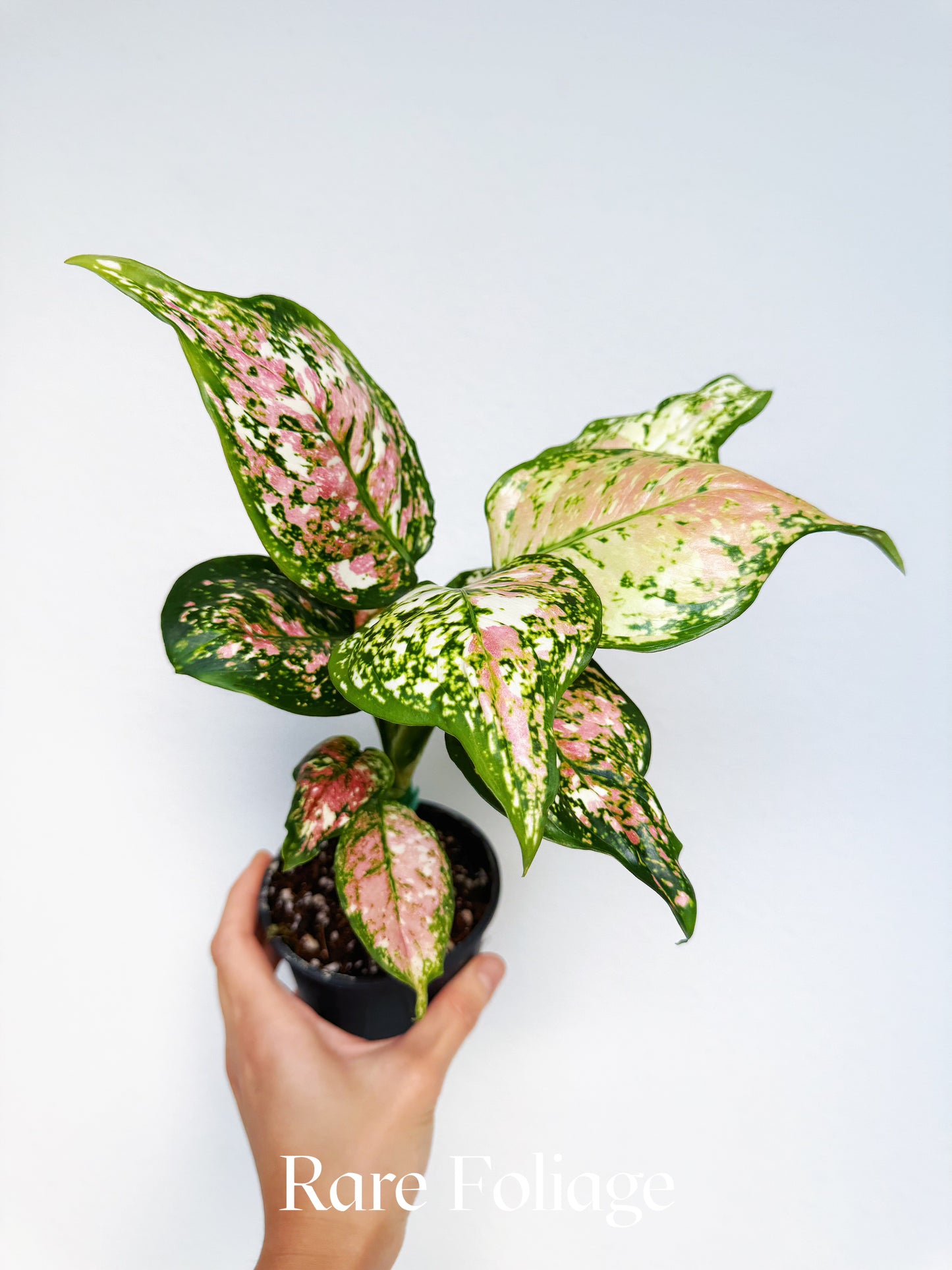 Aglaonema Tricolor 4"