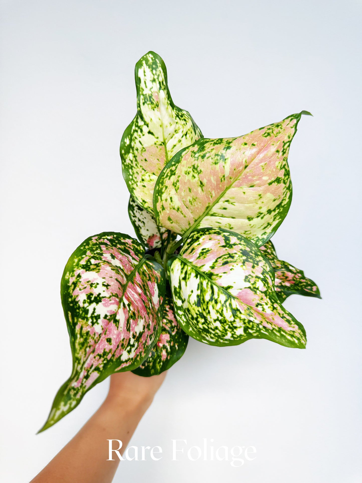 Aglaonema Tricolor 4"