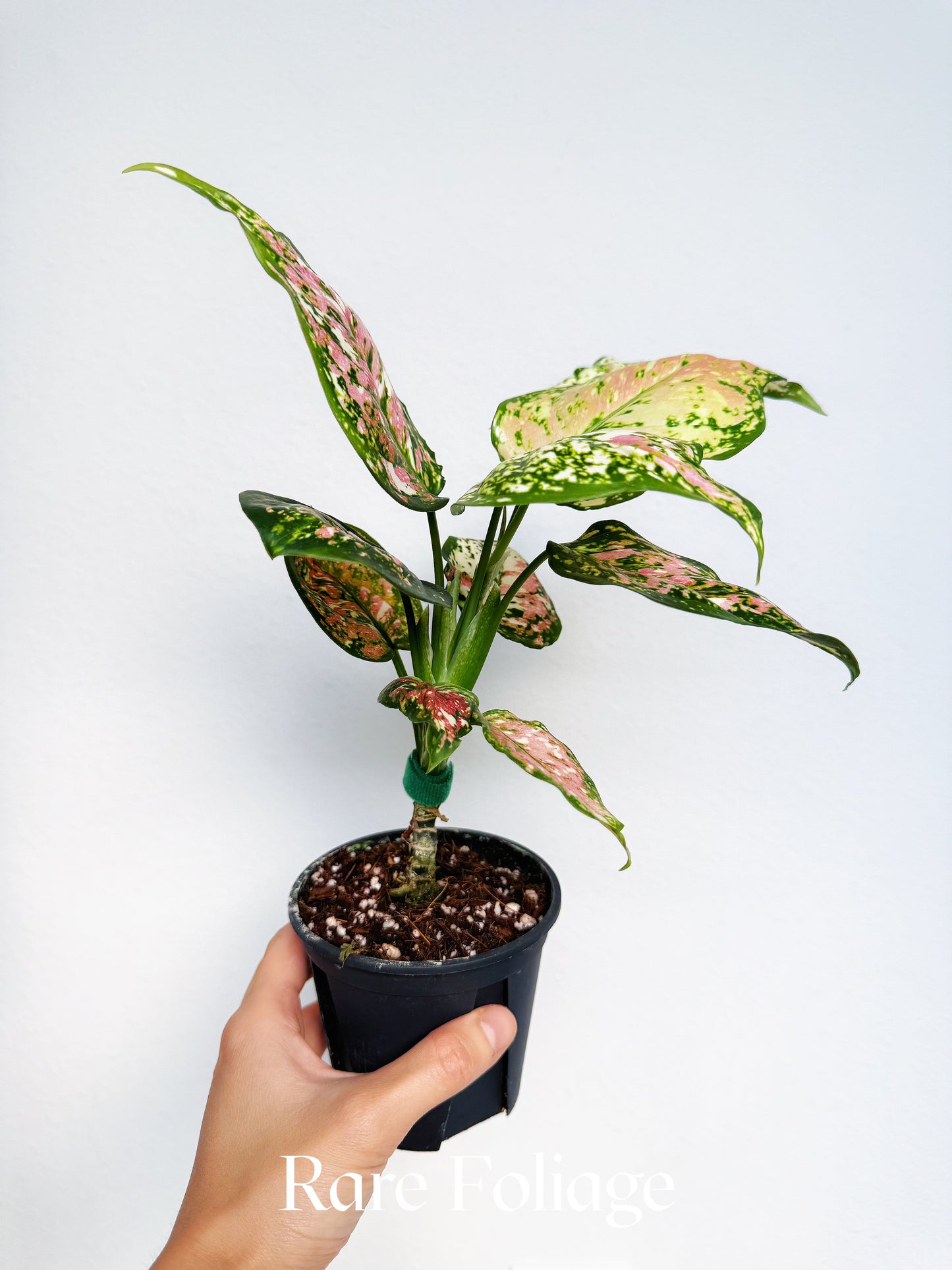 Aglaonema Tricolor 4"