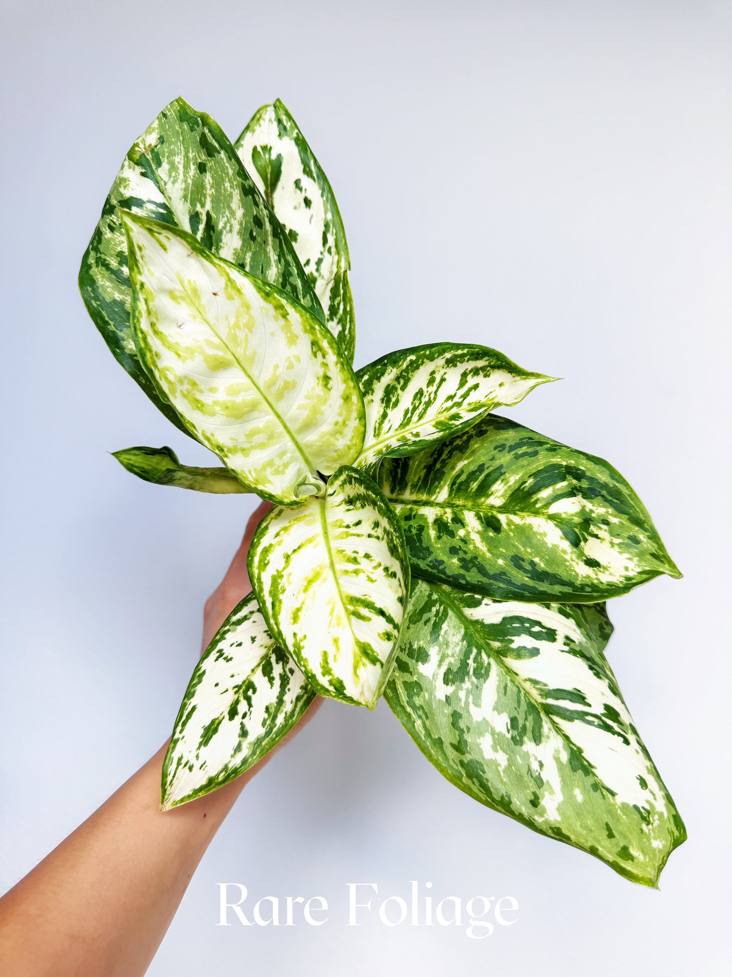 Aglaonema White Platinum 4"