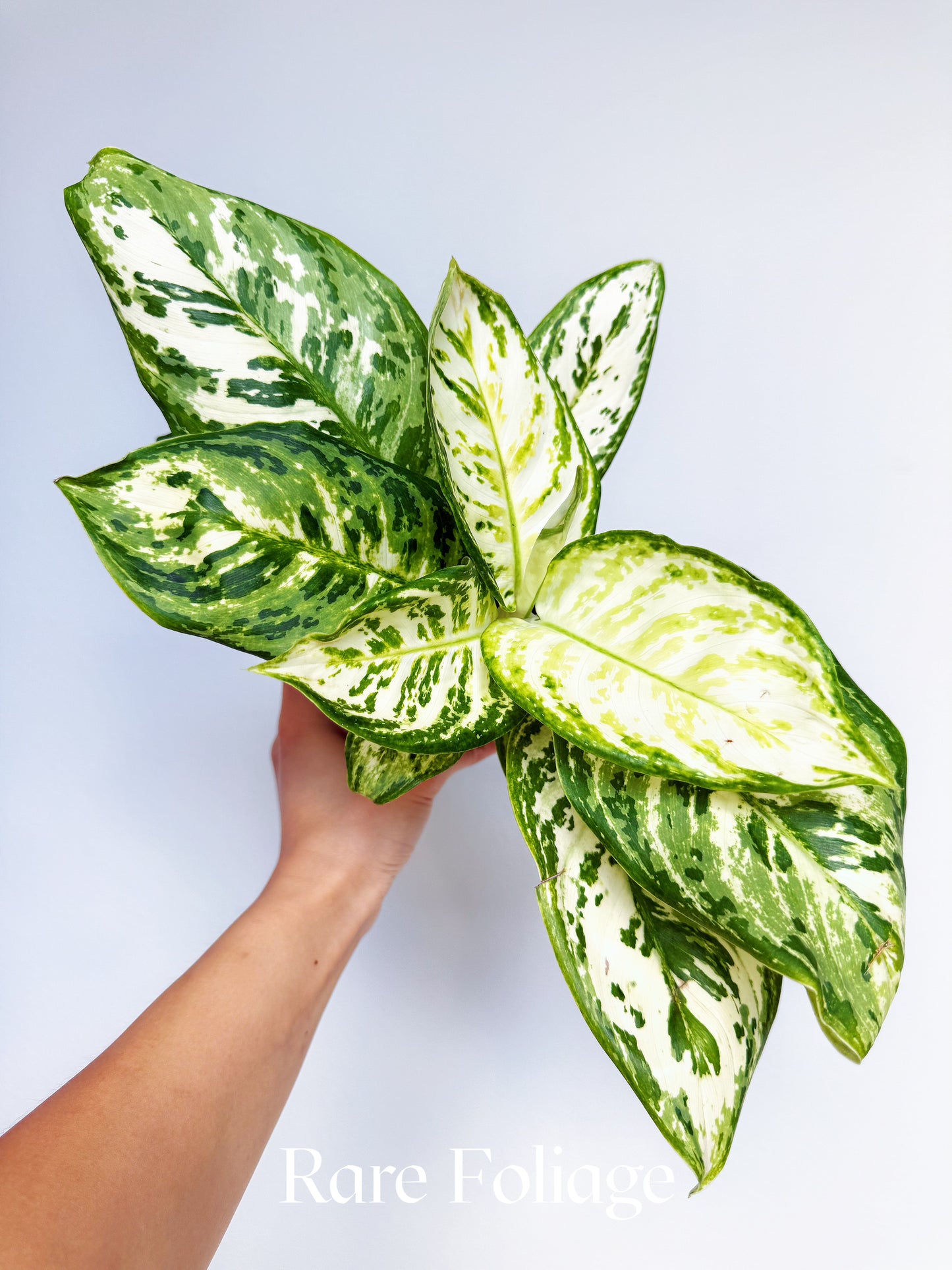 Aglaonema White Platinum 4"