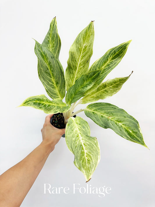 Aglaonema White Romance 4”