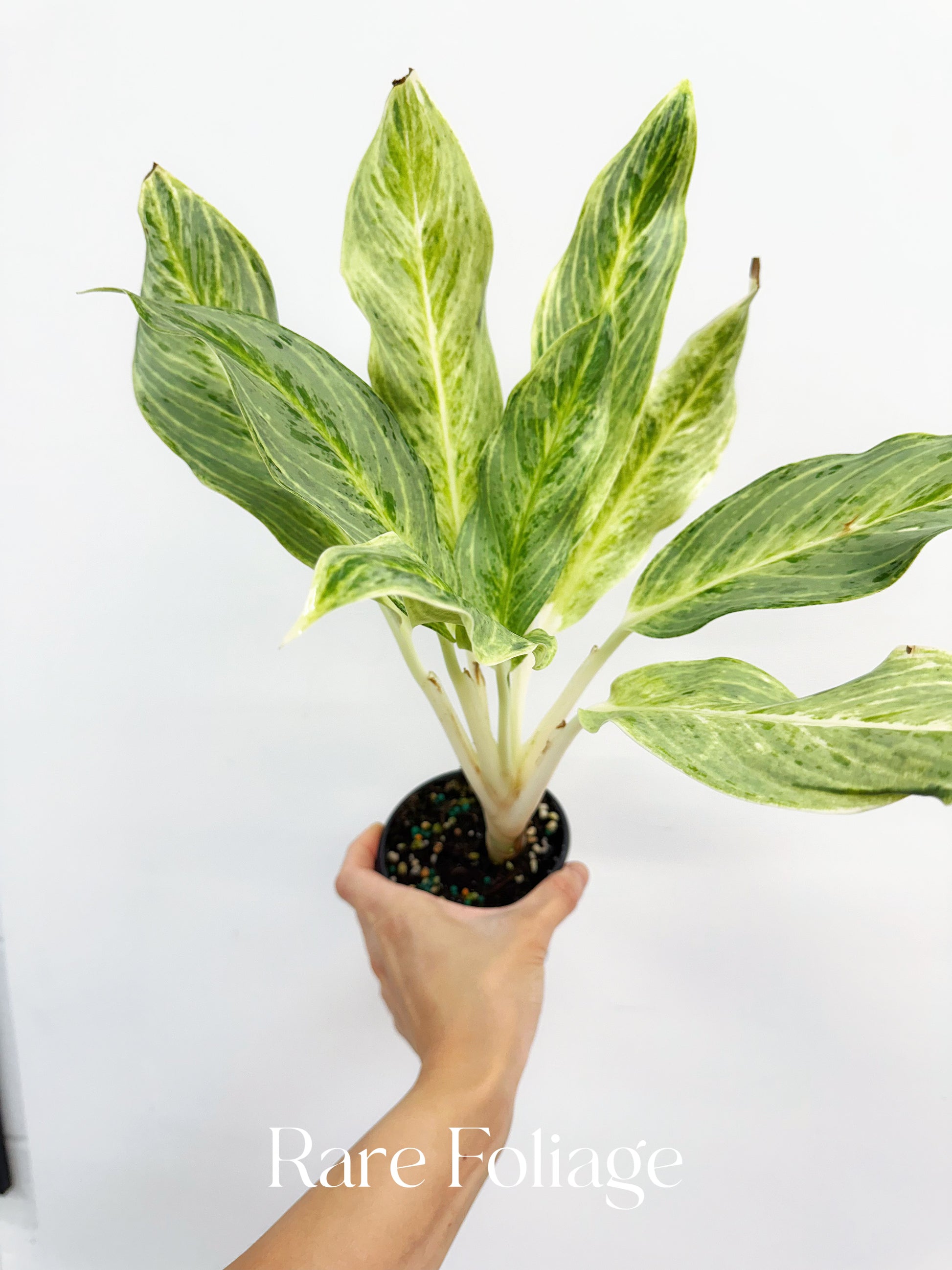 aglaonema brilliant plant Aglaonema White Romance 4”