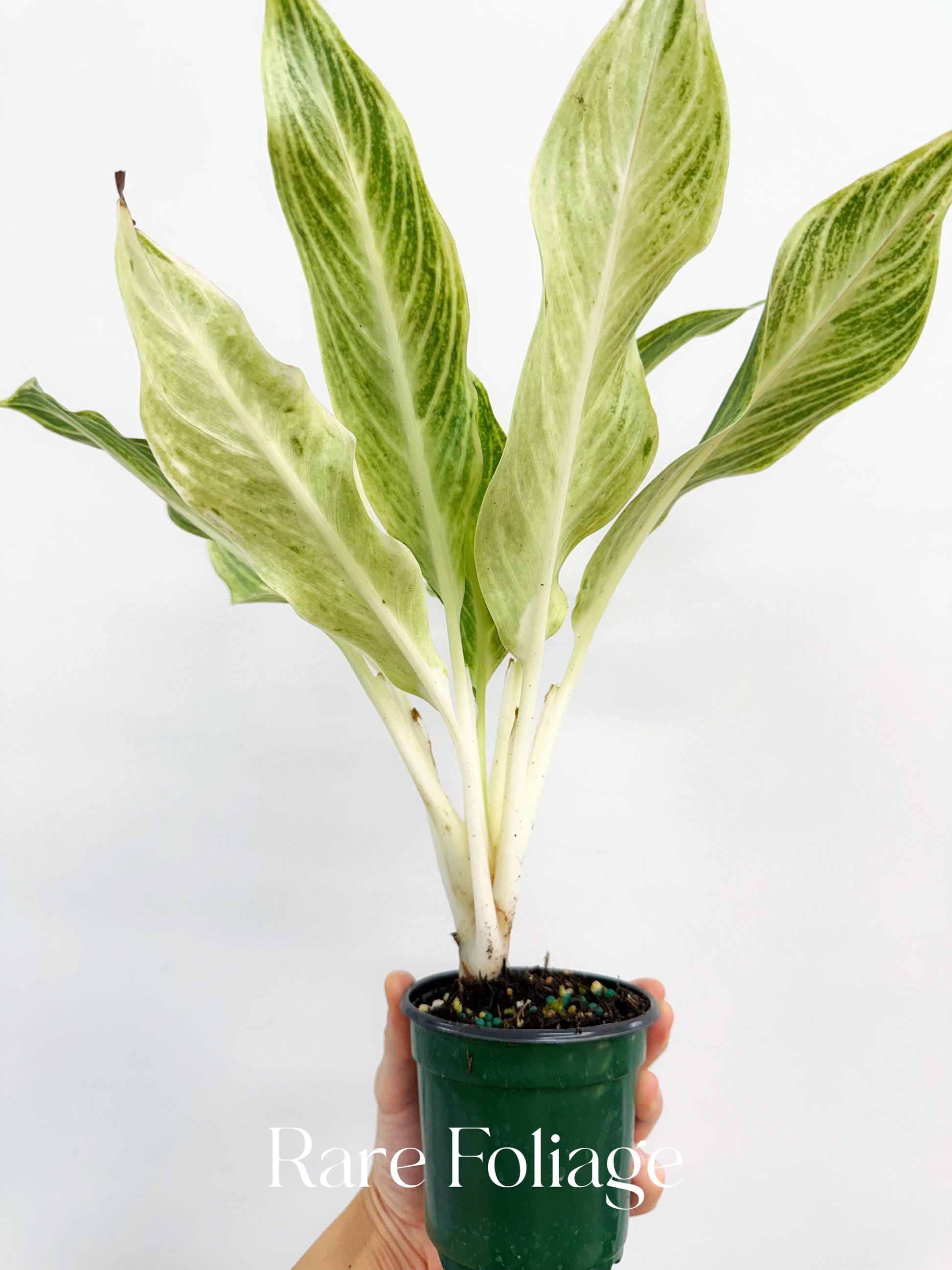 white aglaonema Aglaonema White Romance 4”