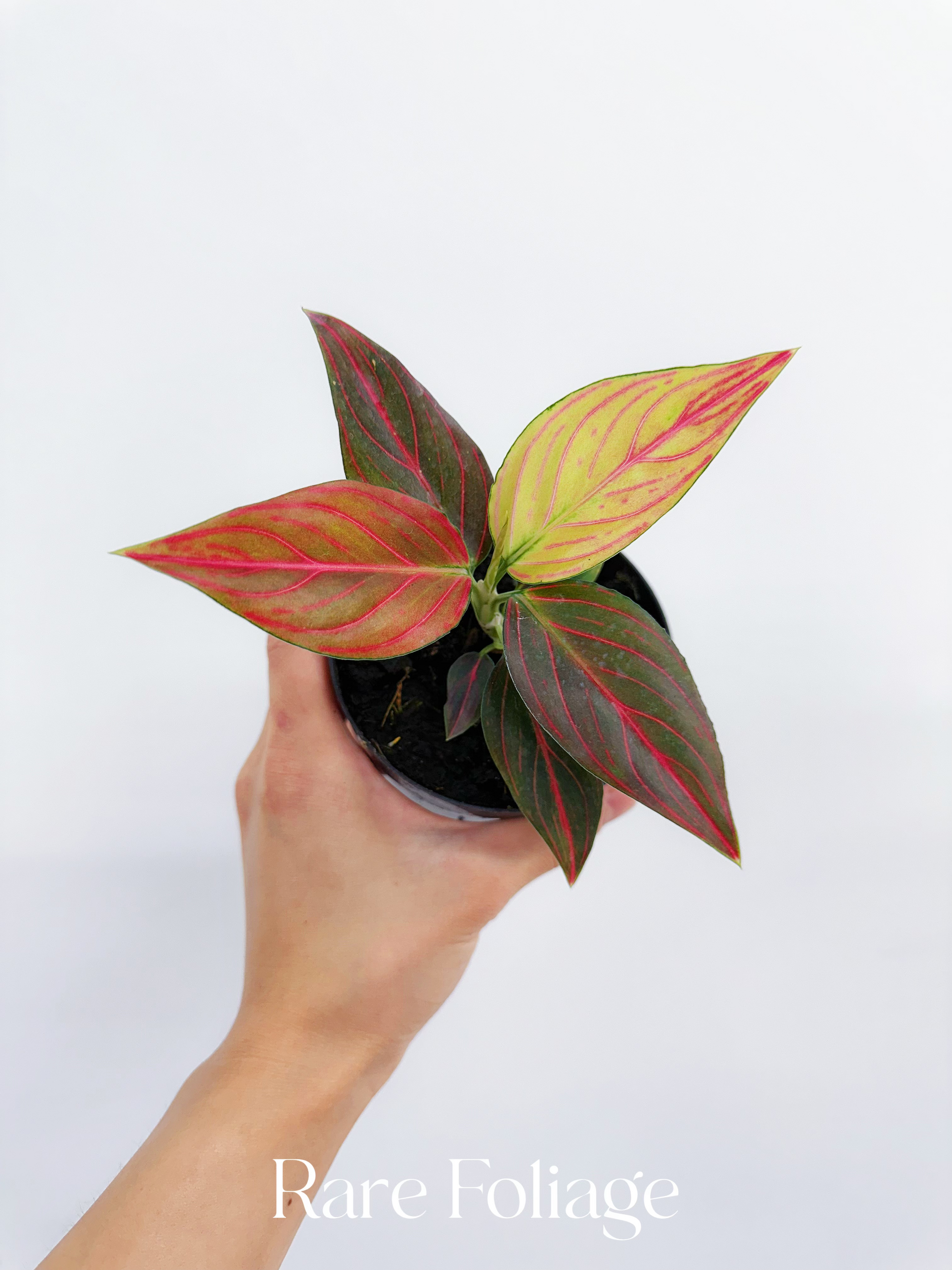 aglaonema res Aglaonema Red Vine 4” – Rare Foliage Plant Co