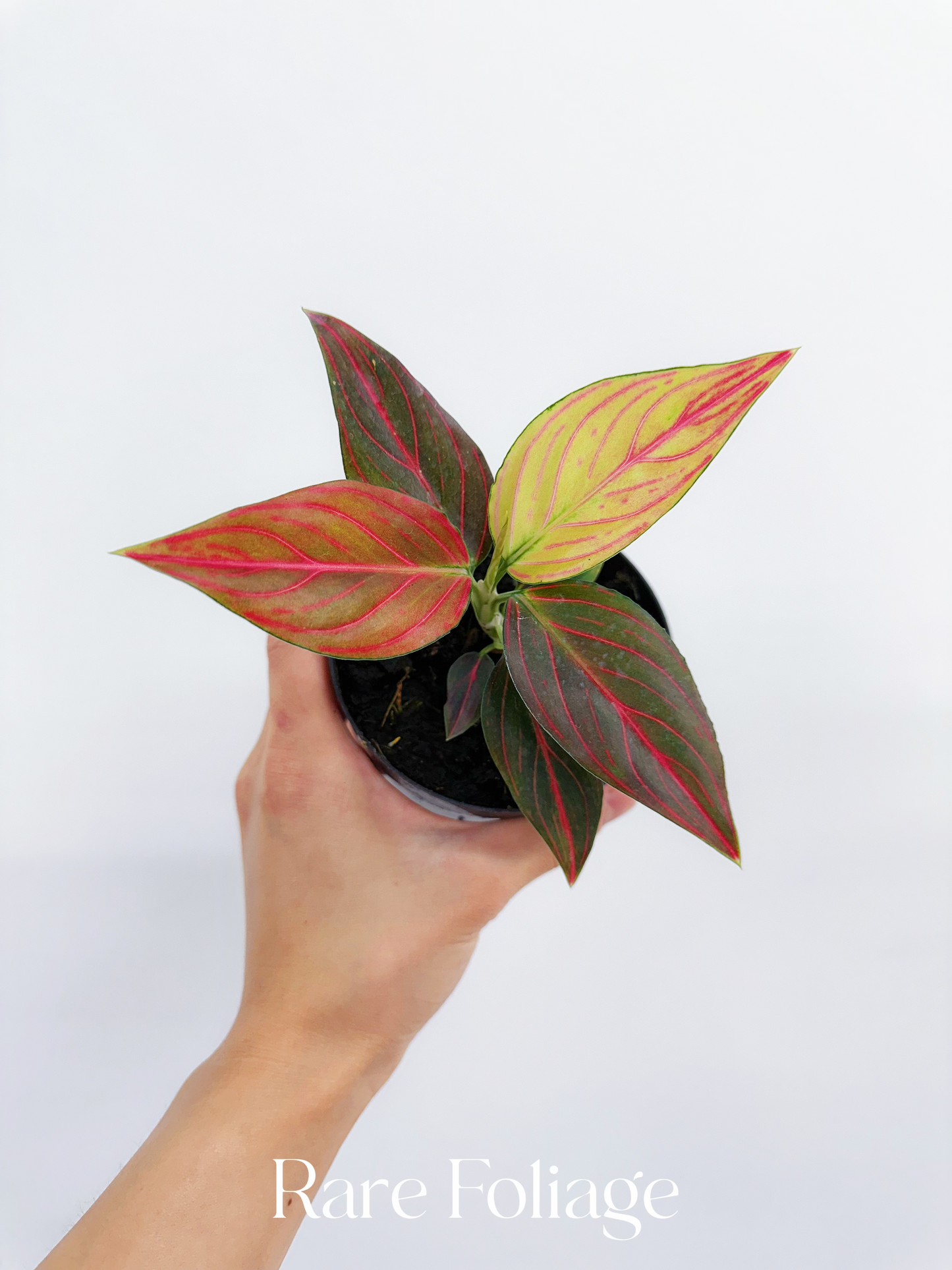 Aglaonema Red Vine 4”