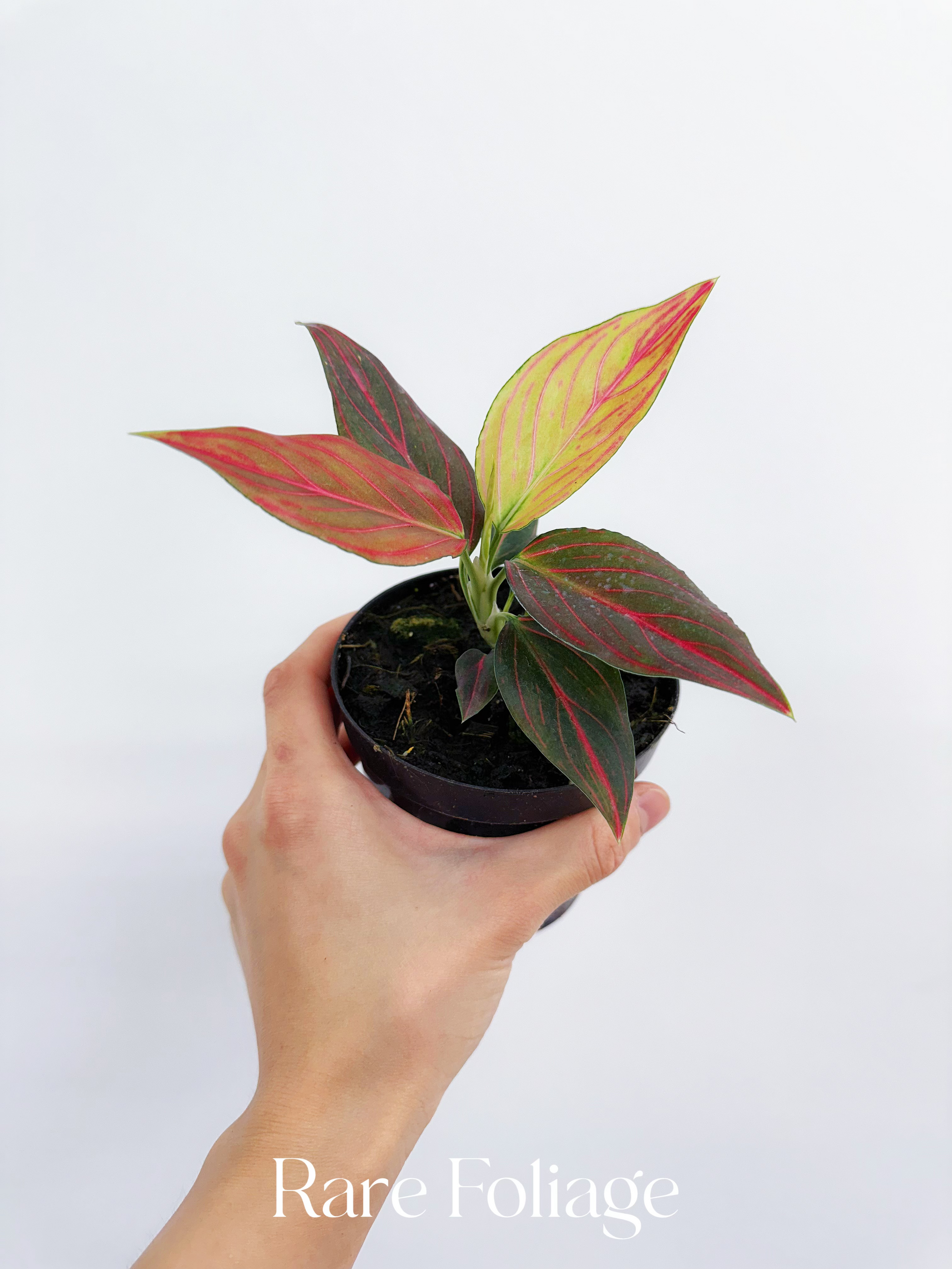 red aglaonema plant Aglaonema Red Vine 4” – Rare Foliage Plant Co