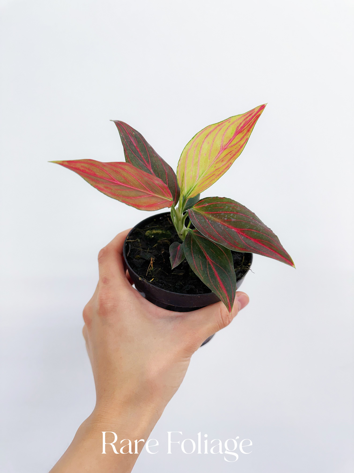 Aglaonema Red Vine 4”