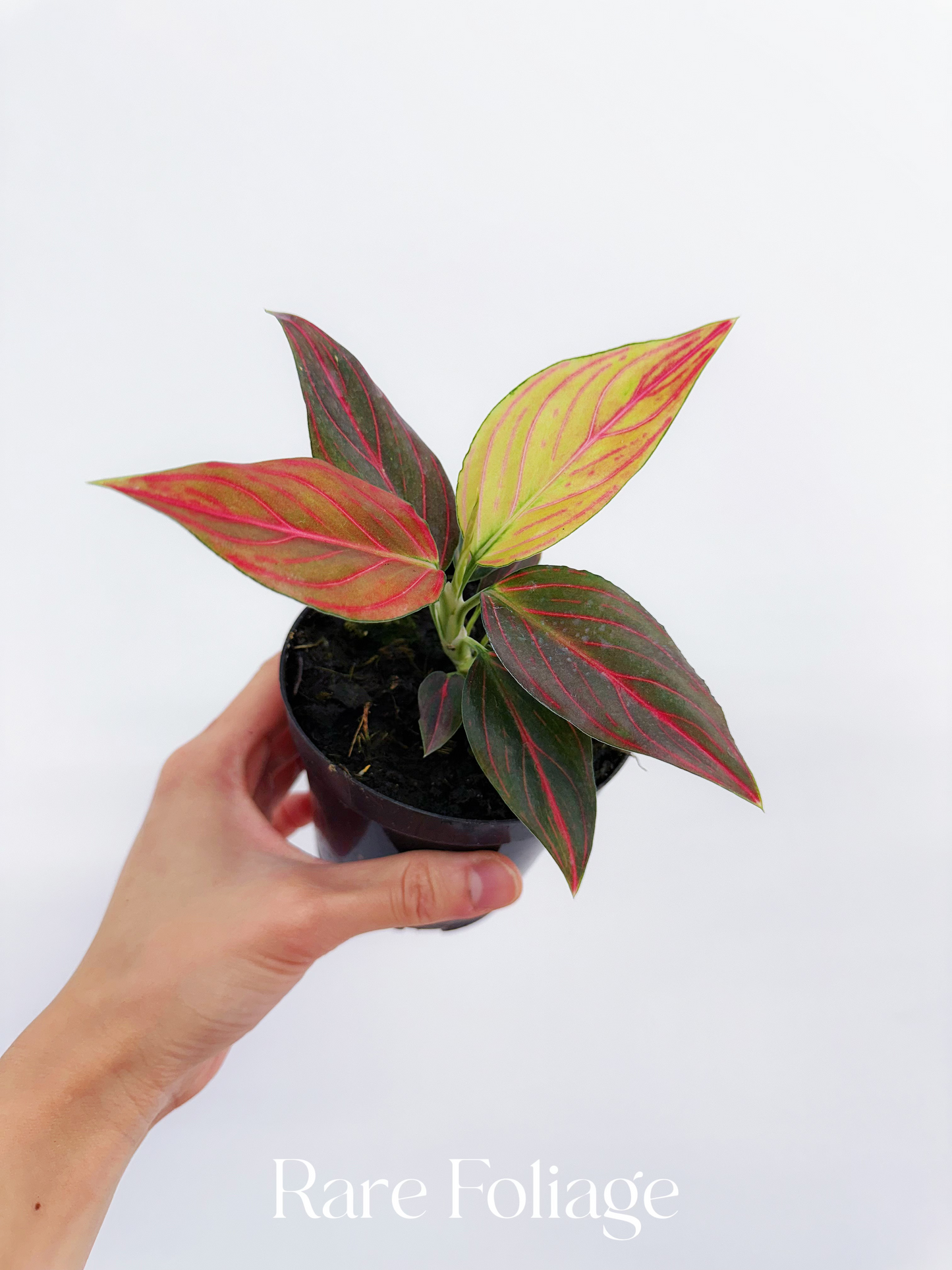 Aglaonema Red Vine 4”