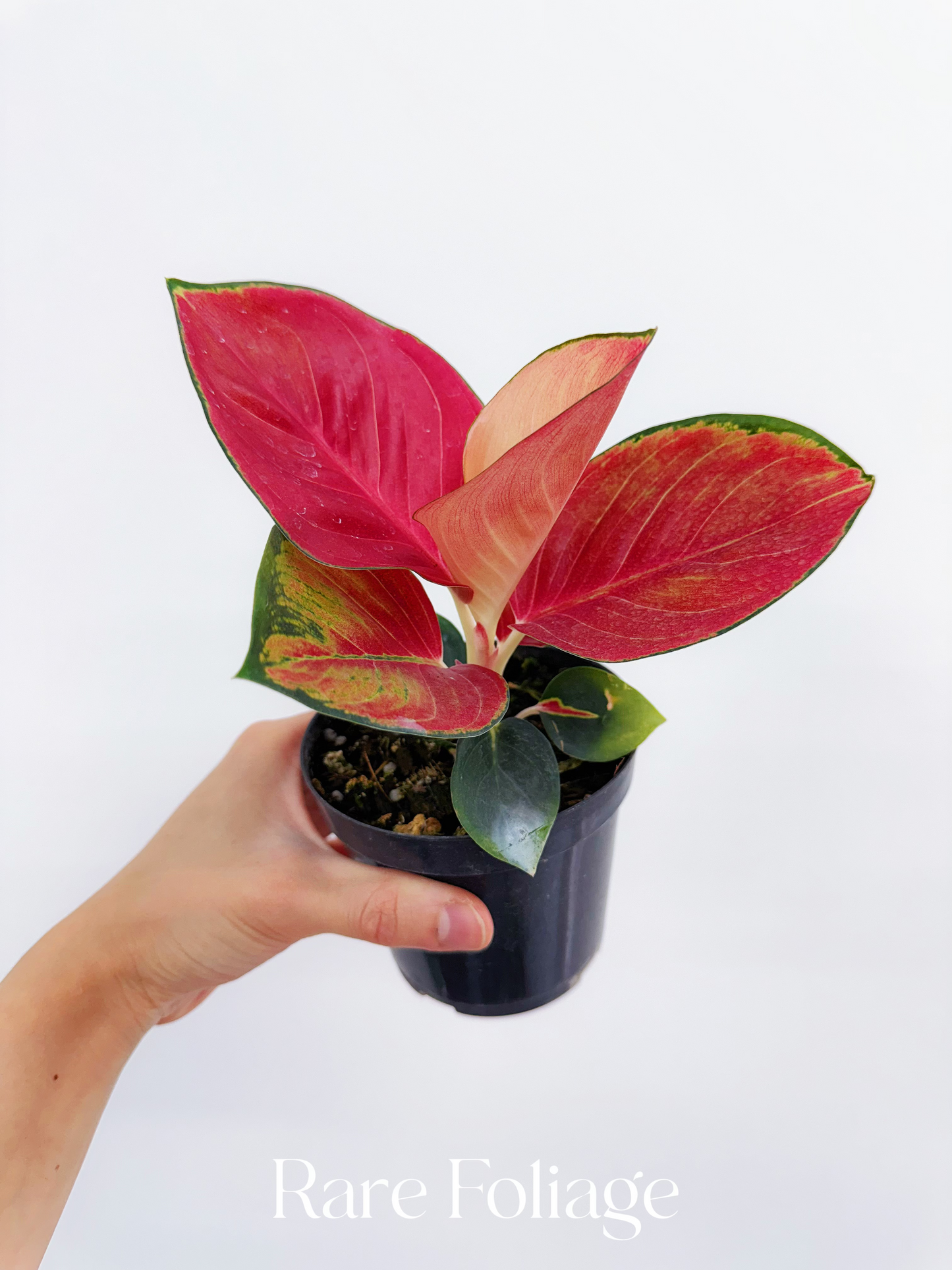 Aglaonema Suksom 4”