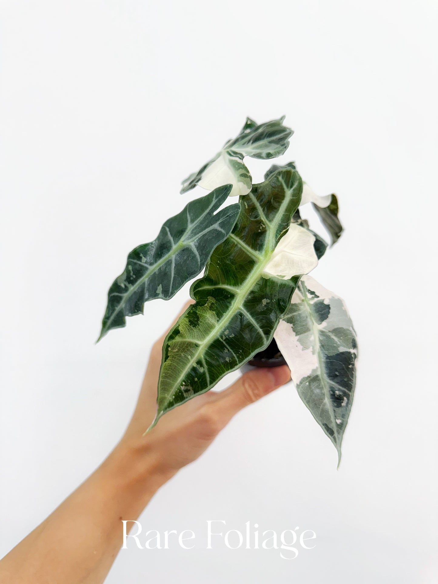 Alocasia Amazonica Pink Albo Variegated 3” Exact Plant