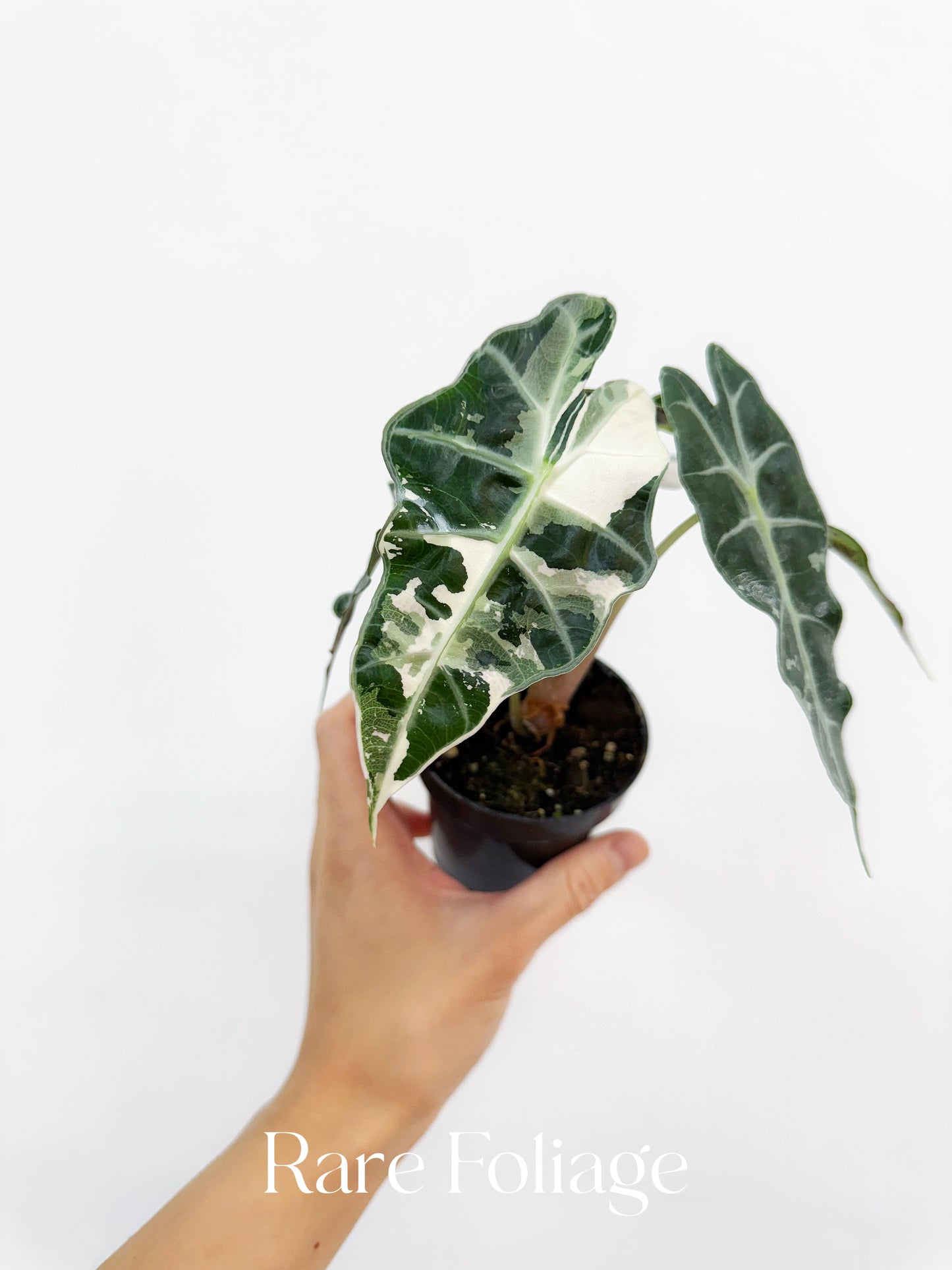 Alocasia Amazonica Pink Albo Variegated 3” Exact Plant