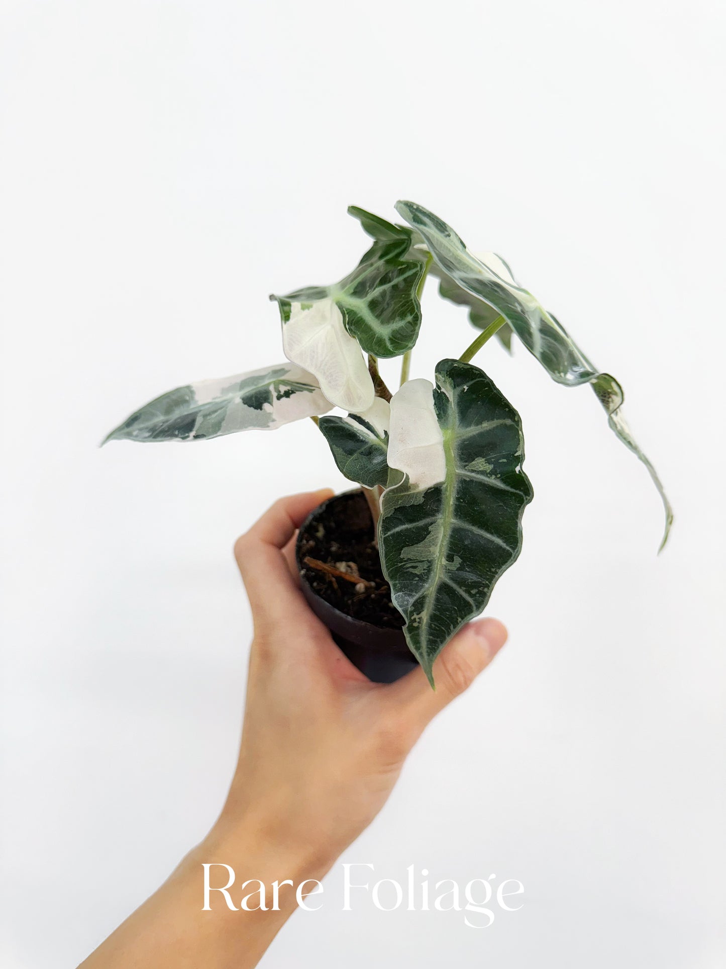 Alocasia Amazonica Pink Albo Variegated 3” Exact Plant