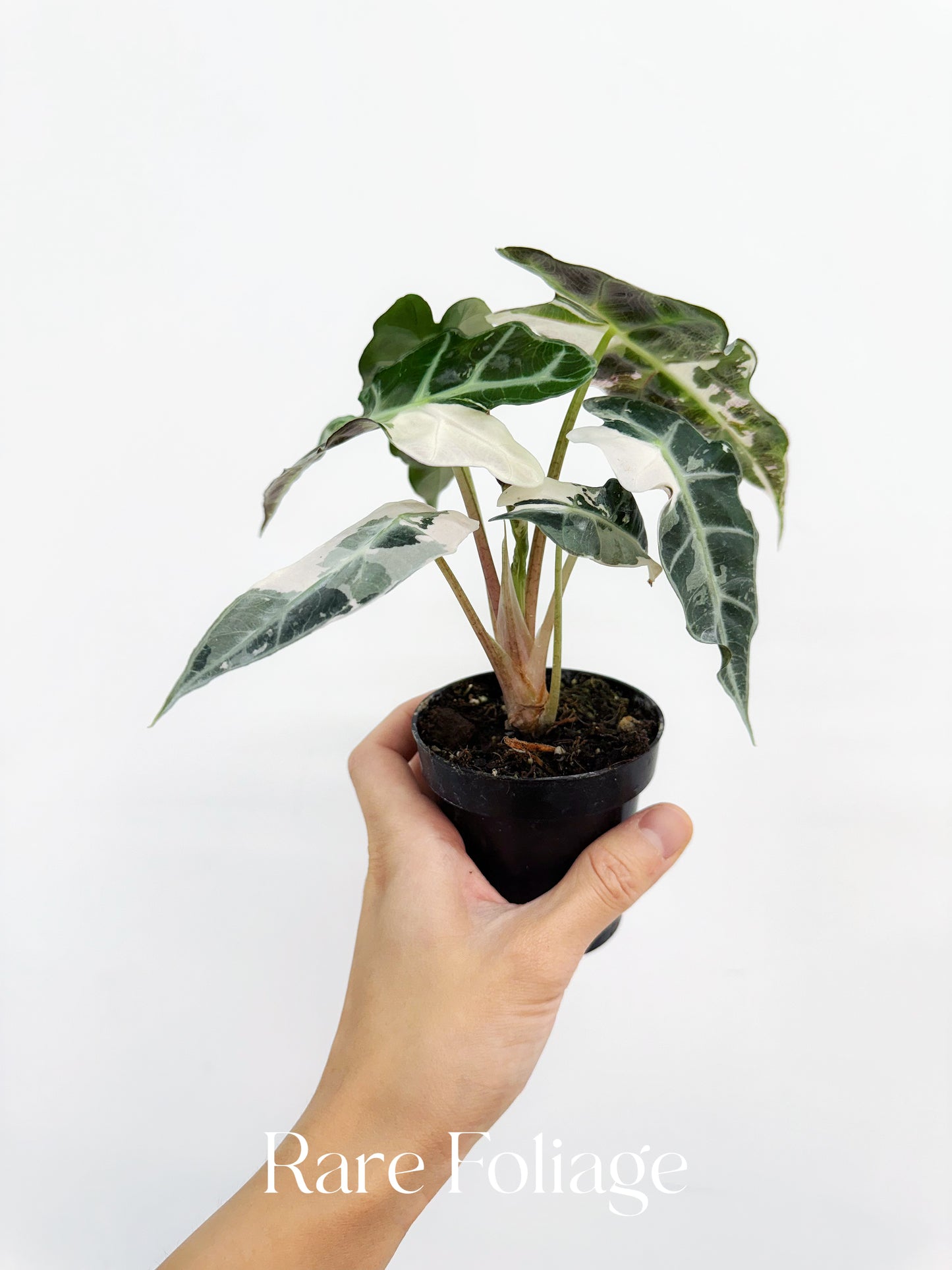 Alocasia Amazonica Pink Albo Variegated 3” Exact Plant
