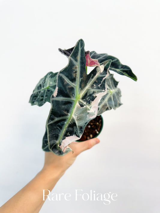 Alocasia Amazonica Pink Albo Variegated 4” Exact Plant