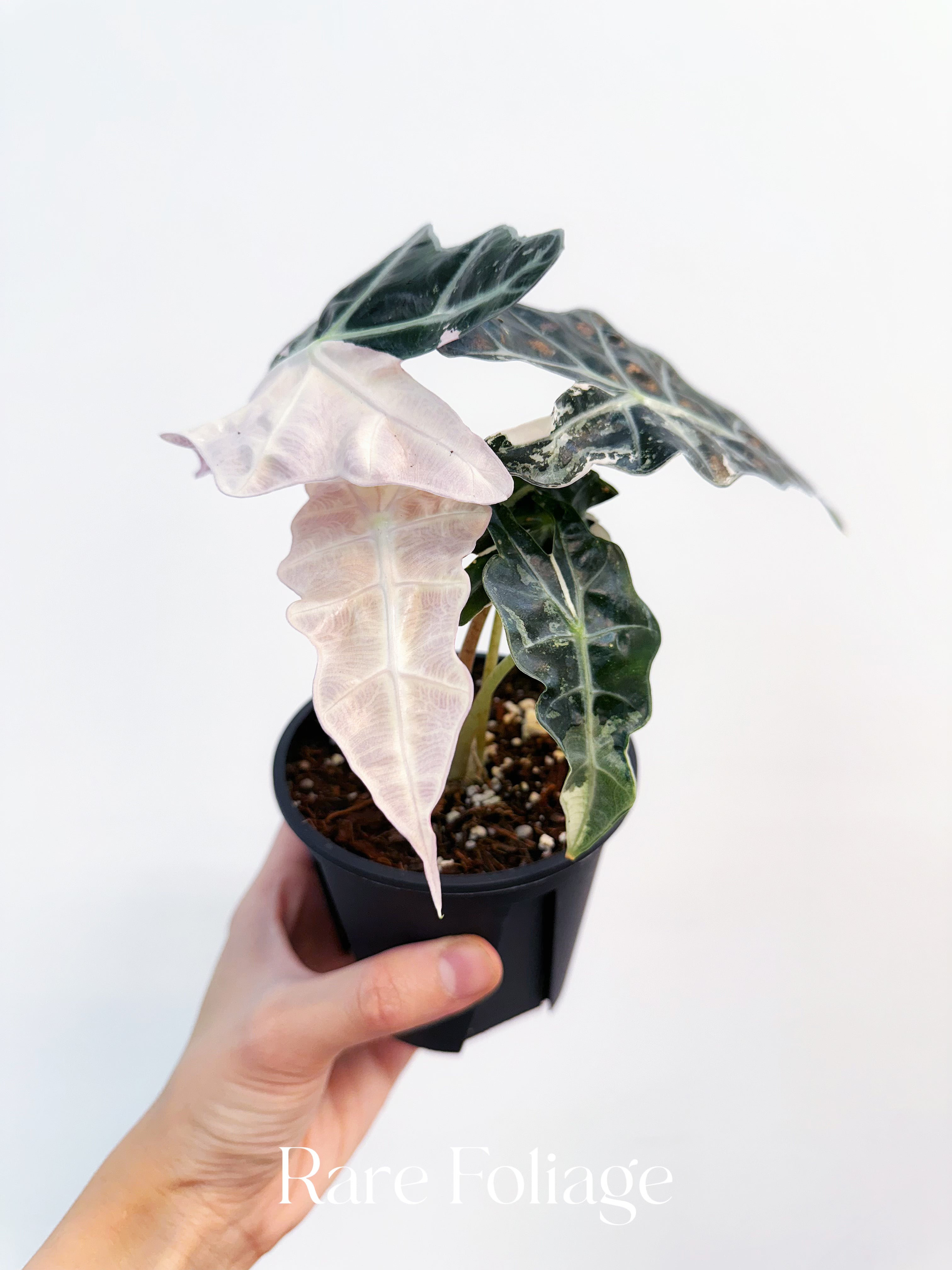 Alocasia Amazonica Pink Albo Variegated