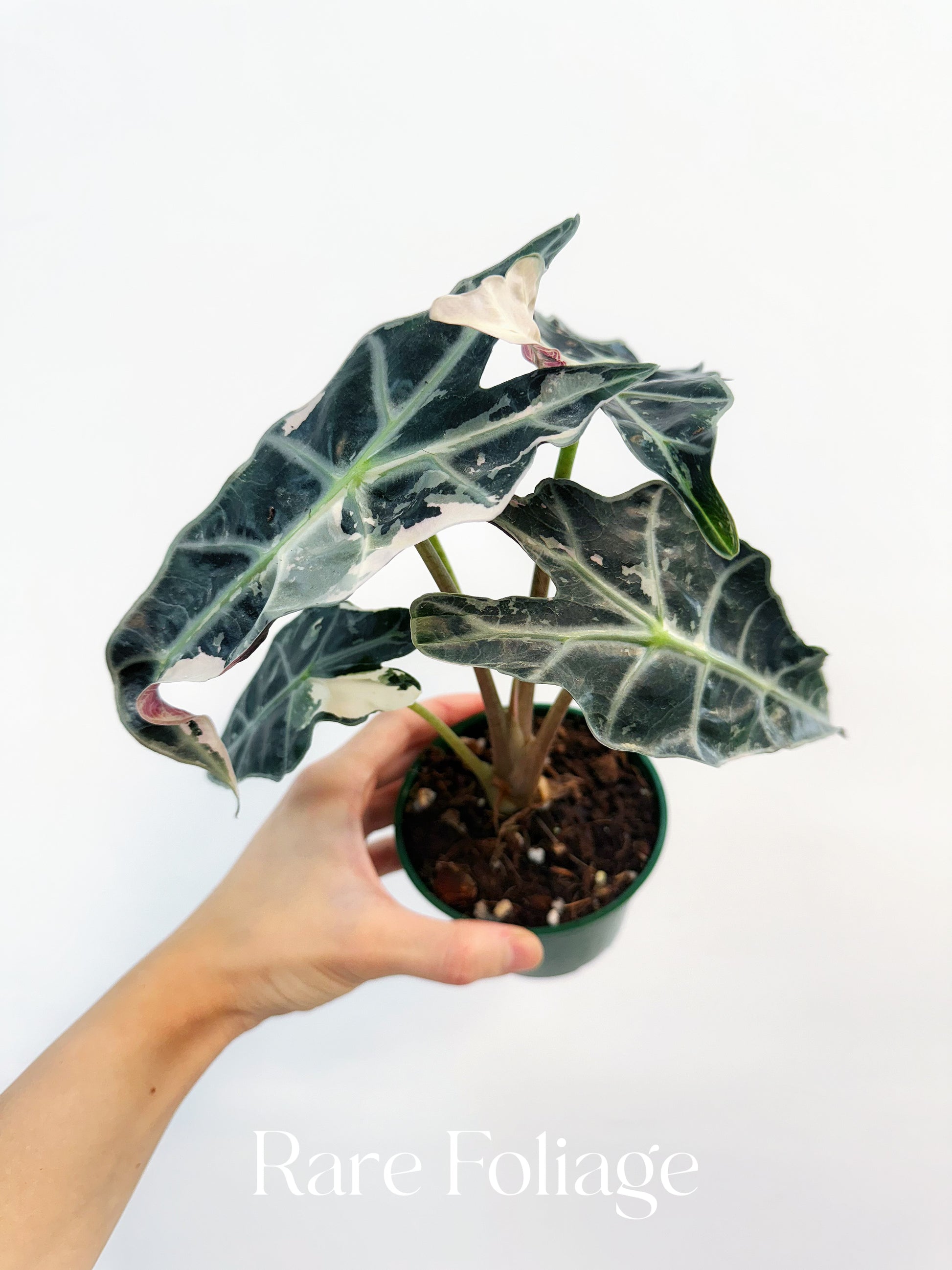 Alocasia Amazonica Pink Albo Variegated 4” Exact Plant