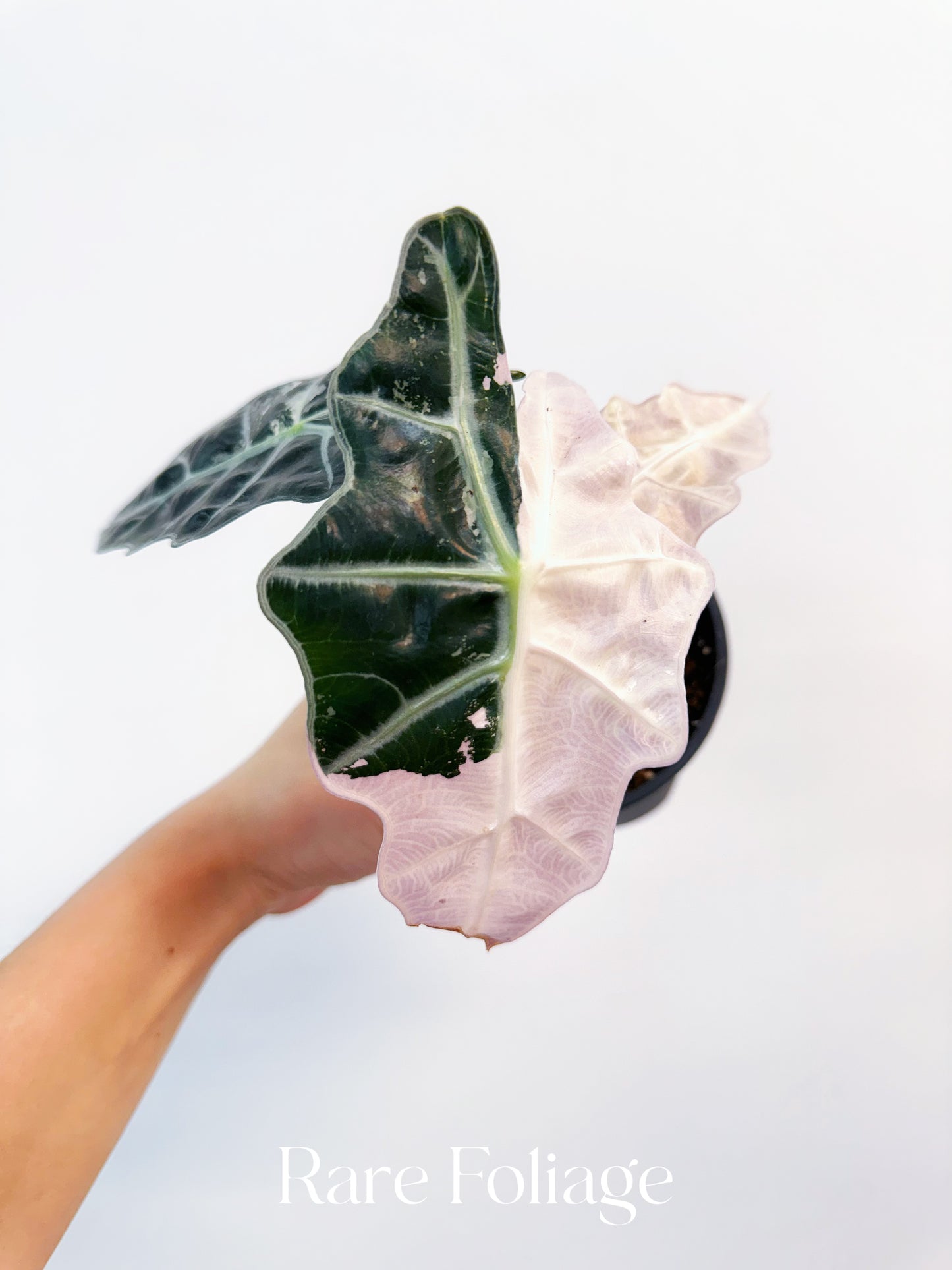 Alocasia Amazonica Pink Albo Variegated 4” Exact Plant