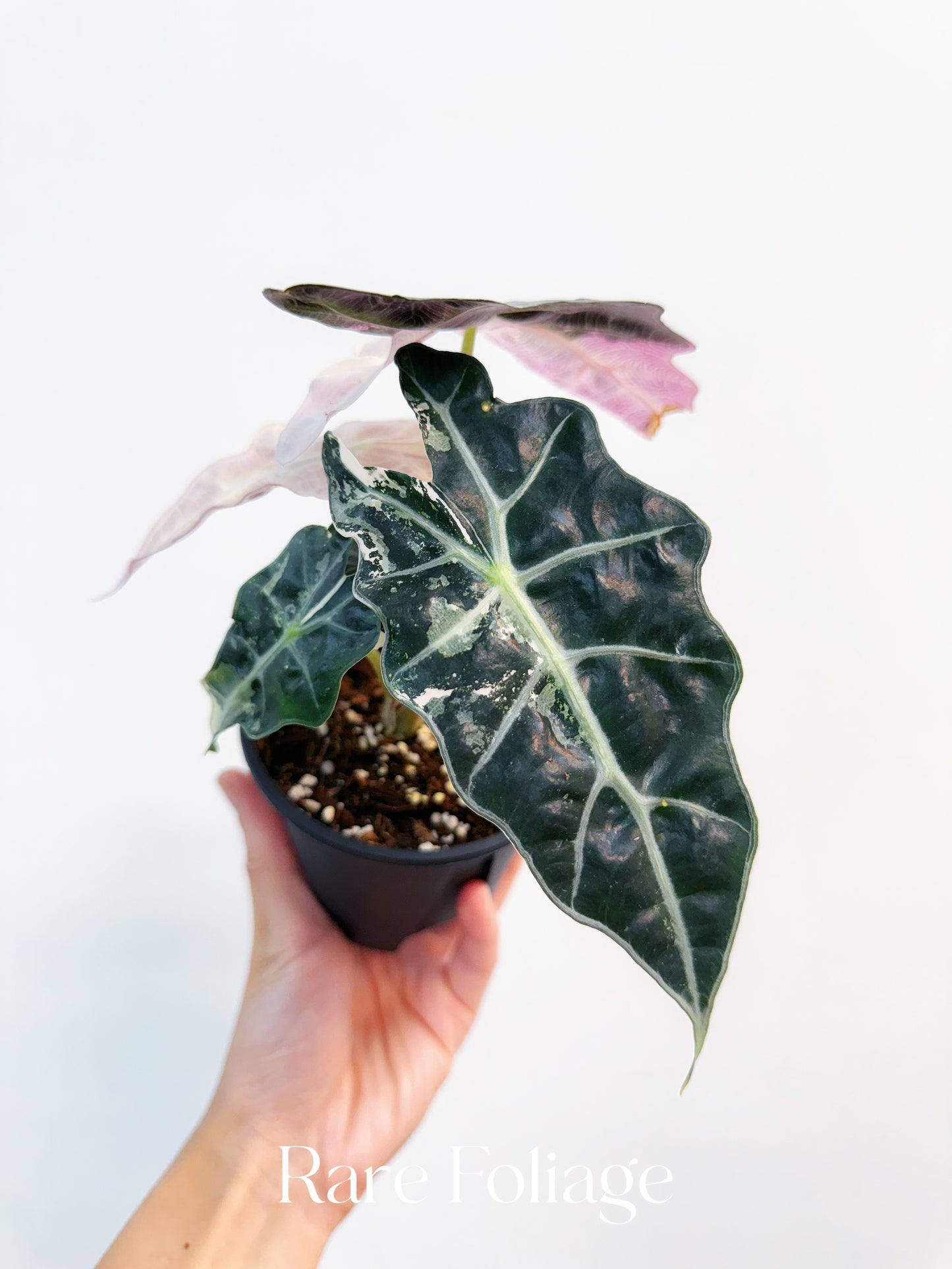Alocasia Amazonica Pink Albo Variegated 4” Exact Plant – Rare