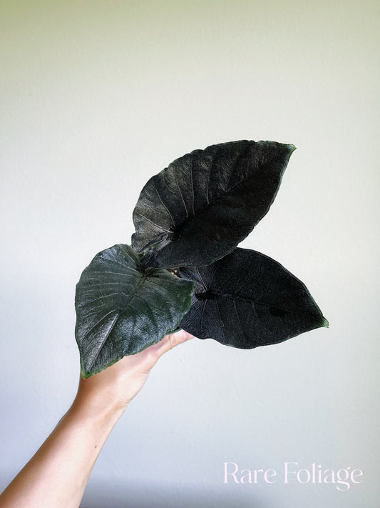 Alocasia Antoro Velvet 4"